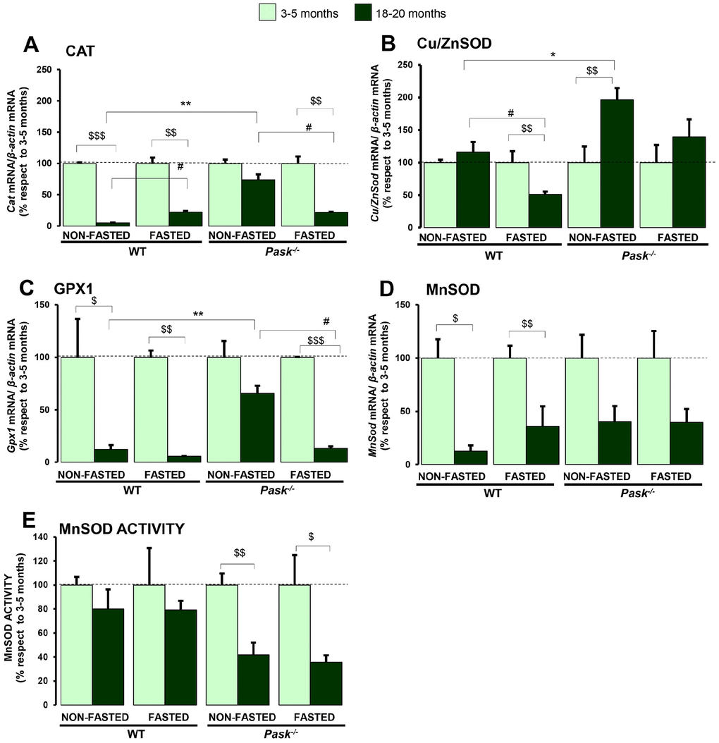 Effects of aging and PASK deficiency on the expression and activity of antioxidant enzymes in liver. Real-time PCR was used to analyze the expression of Cat (A), Cu/ZnSod (B),Gpx1 (C) and MnSod (D) mRNA levels. The results were measured in the livers of non-fasted (NON-FASTED) and 24-h fasted (FASTED) young (3-5 months) and aged (18-20 months) wild-type (WT) and PASK-deficient (Pask-/-) mice. The mRNA levels of different genes were normalized by the mRNA of β-actin used as housekeeping gene. MnSOD activity in liver homogenates (E). Bar graphs in A-E represent the means ± SEM, the values obtained in each condition of 3-5 months was taken as 100; n = 4-5 animals per condition. $P $$P $$$P vs. 18-20 months; * P P vs. Pask-/-; #P vs. fasted.