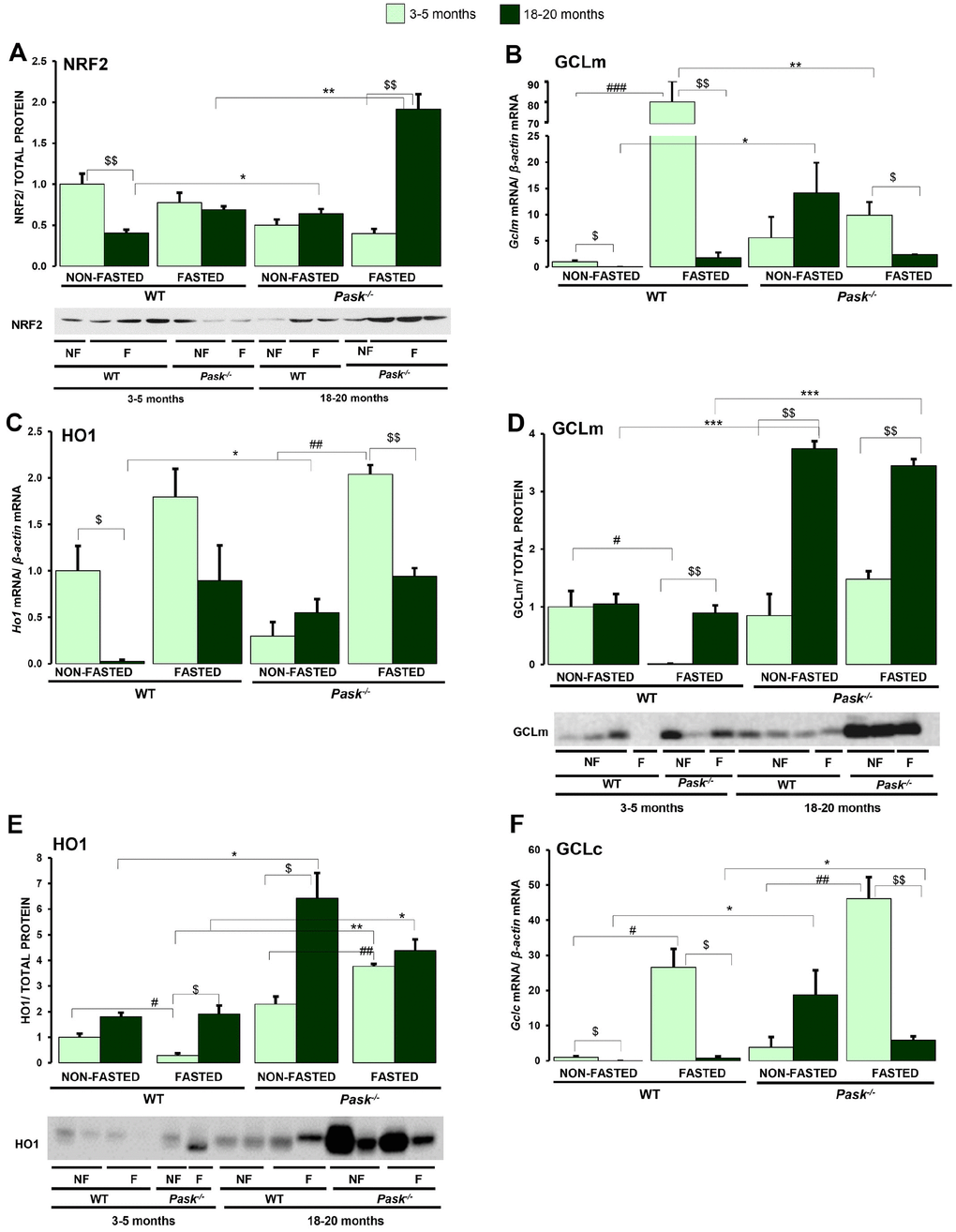 Effects of aging and PASK deficiency on NRF2, GCLm and HO1 protein expression. Immunoblot analysis of NRF2 (A), GCLm (D) and HO1 (E) in livers from young (3-5 months) and aged (18-20 months) wild-type (WT) and PASK-deficient (Pask-/-) mice. Liver lysates from non-fasted (NF) and 24-h fasted (F) mice were processed for western blot analysis. Real-time PCR was used to analyze the expression of Gclm (B), Ho1 (C) and Gclc (F) mRNAs. The value obtained in 3-5-month-old non-fasted WT mice was taken as 1. Bar graphs in (A, D, E) represent the means ± SEM of the densitometric values normalized by total protein detected by Stain-Free (TOTAL PROTEIN) (Supplementary Figure 2); (B, C, F) represent the means ± SEM, and the levels of expression were normalized by the mRNA of β-actin, n = 4-5 animals per condition. $P $$P vs. 18-20 months; * P P P vs. Pask-/-; #P ##P vs. fasted.