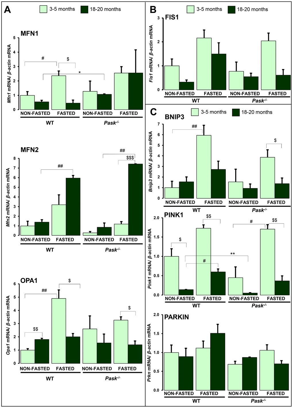 Effects of aging and PASK deficiency on the expression of several hepatic proteins involved in mitochondria remodeling and mitophagy. Real-time PCR was used to analyze the expression of fusion proteins Mfn1, Mfn2 and Opa1 (A), fission protein Fis1 (B) and mitophagy proteins Bnip3, Pink1 and Parkin (C) mRNA levels. The results were measured under non-fasted (NON-FASTED) and 24-h fasted (FASTED) conditions in livers from young (3-5 months) and aged (18-20 months) wild-type (WT) and PASK-deficient (Pask-/-) mice. The mRNA levels of different genes were normalized by the mRNA of β-actin used as housekeeping gene. The value obtained in 3-5-month-old non-fasted WT mice was taken as 1. Bar graphs represent the means ± SEM; n = 4-5 animals per condition. $P $$P $$$P vs. 18-20 months; * P P vs. Pask-/-; #P ##P vs. fasted.