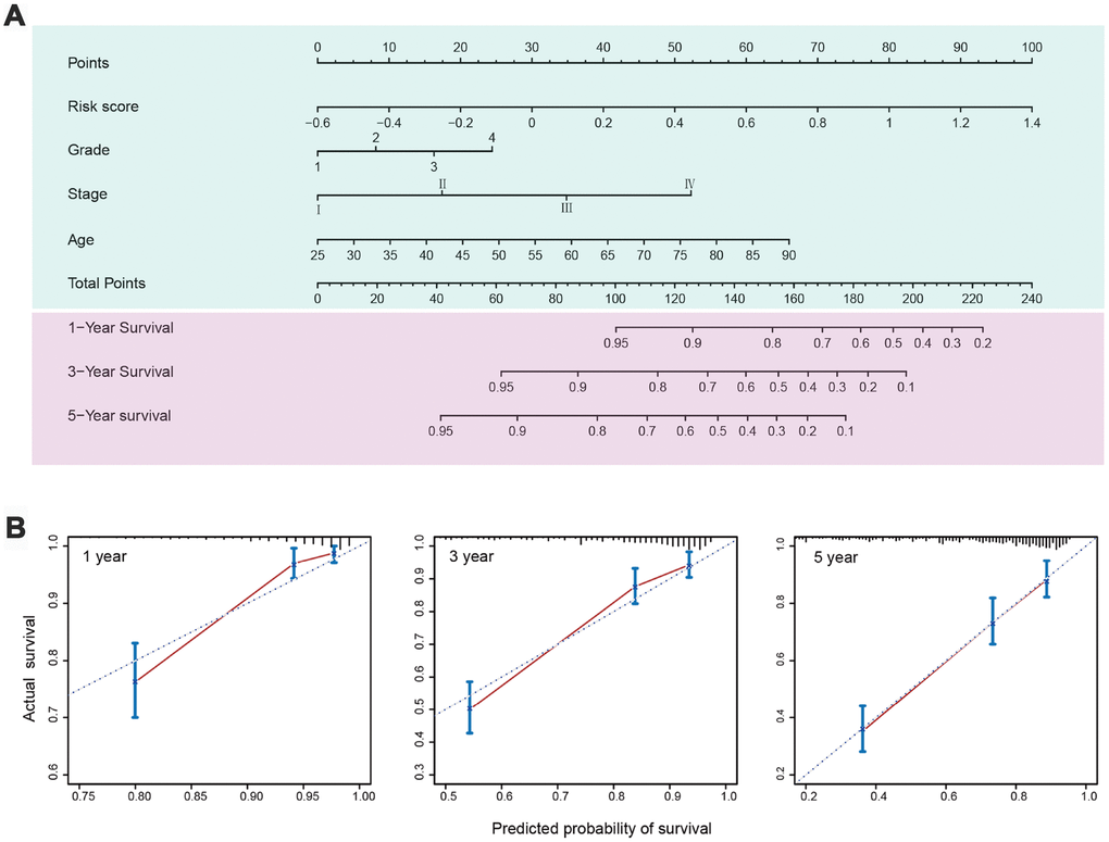 Nomogram and calibration plots for prediction of patients’ survival in the entire TCGA set. (A) Nomogram combining the five-IRG risk signature with clinical factors for prediction of 1-year, 3-year, and 5-year survival rates. (B) Calibration plots showing high predictive accuracy of the nomogram.