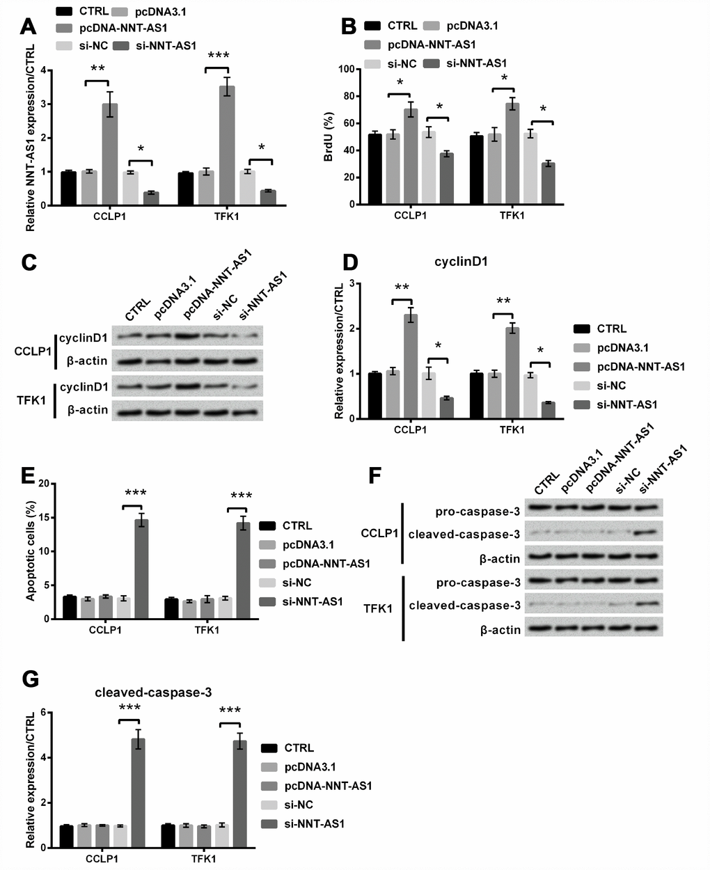 Effects of NNT-AS1 on the growth of CCLP1 and TFK1 cells, which were transfected with pcDNA-NNT-AS1 and si-NNT-AS1. (A) NNT-AS1 level was examined via qRT-PCR. (B) Proliferation was examined via BrdU. Expression of cyclinD1 was examined via western blot (C) and analyzed quantitatively (D) in both cells. (E) Apoptosis was examined via flow cytometry. Expression of cleaved-caspase-3 was examined via western blot (F) and analyzed quantitatively (G) in both cells. * P P P 