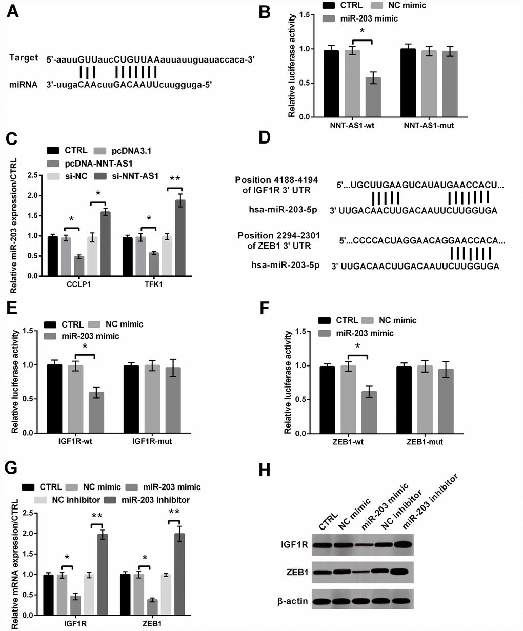 The interaction between NNT-AS1 and miR-203 or miR-203 and IGF1R/ZEB1 was examined. (A) The target matching sequence of NNT-AS1 and miR-203. (B) Luciferase activity was measured after co-transfection with NNT-AS1-wt or NNT-AS1-mut and miR-203 mimic or NC mimic. (C) Level of miR-203 was measured via qRT-PCR when cells were transfected with pcDNA-NNT-AS1 and si-NNT-AS1. (D) The target matching sequence of miR-203 and IGF1R/ZEB1. (E–F) Luciferase activities were measured after co-transfection with IGF1R/ZEB1-wt or IGF1R/ZEB1-mut and miR-203 mimic or NC mimic. (G–H) The mRNA and protein levels of IGF1R and ZEB1 were tested through qRT-PCR and western blot after transfection with miR-203 mimic or miR-203 inhibitor and the relative control. * P P 