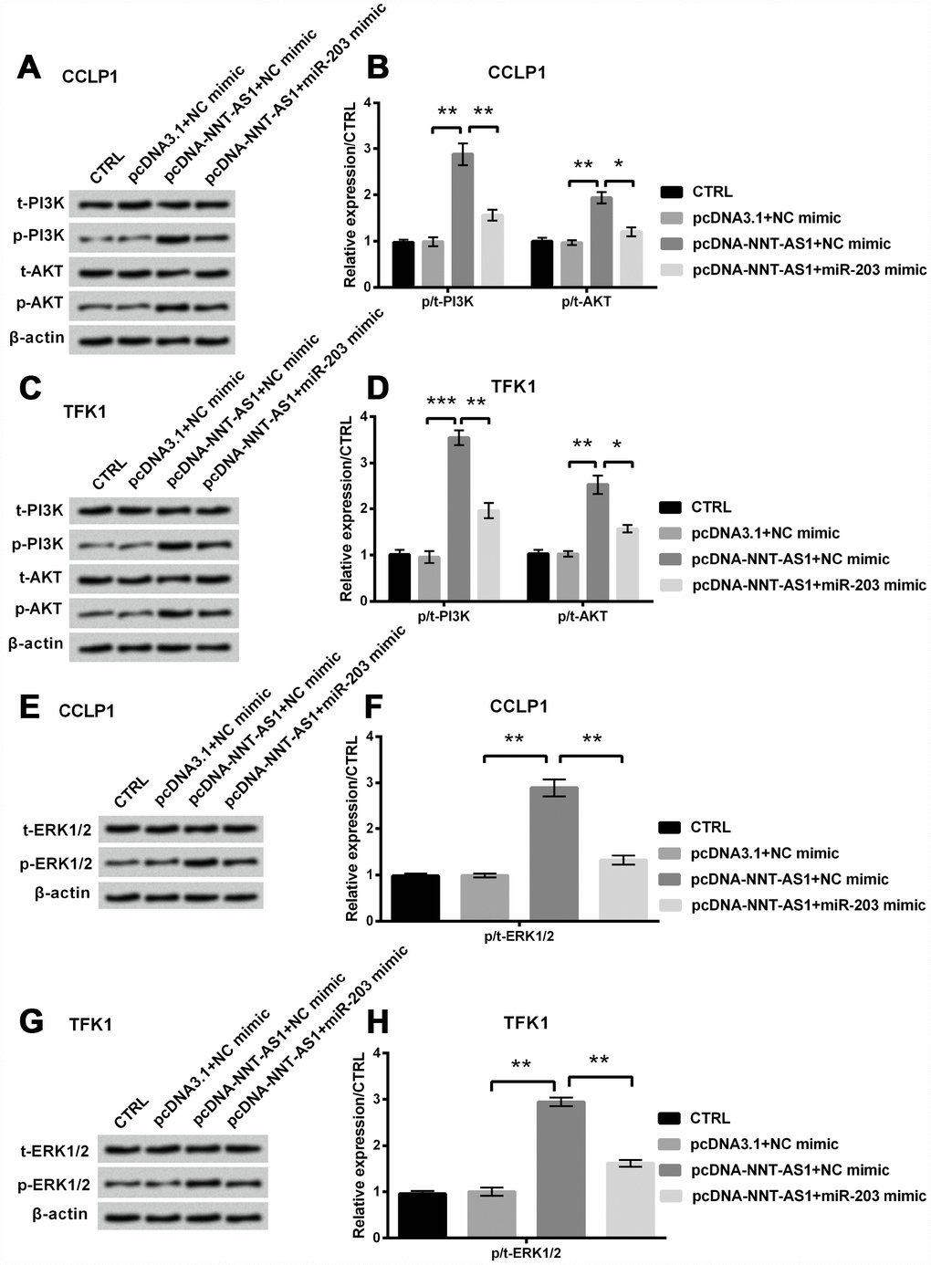 Mechanism of NNT-AS1 on PI3K/AKT and ERK1/2 passageways in CCLP1 and TFK1 cells, which were co-transfected with pcDNA-NNT-AS1 and miR-203 mimic. Expression of PI3K and AKT was measured via western blot (A, C) and analyzed quantitatively (B, D) in both cells. Expression of ERK1/2 was examined via western blot (E, G) and analyzed quantitatively (F, H) in both cells. * P P P 