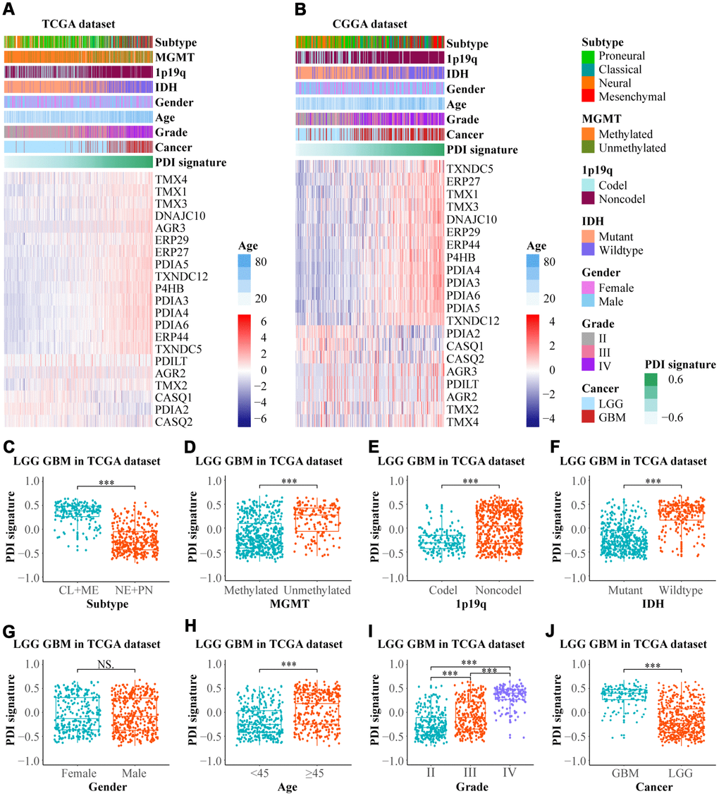The relationship between the PDI signature and clinical features in gliomas. Heat maps revealed the expression profiles of PDIs and the distribution of clinicopathological features in gliomas based on data from TCGA (A) and CGGA (B) in which the samples were ranked according to their PDI signature. In the TCGA dataset, the distribution of PDI signature in the subgroups classified by subtype (C) MGMT promoter status (D) 1p19q codel status (E) IDH status (F) gender (G) age (H) grade (I) and cancer (J). TCGA database as training set and CGGA database as the validation set. *** p p > 0.05.