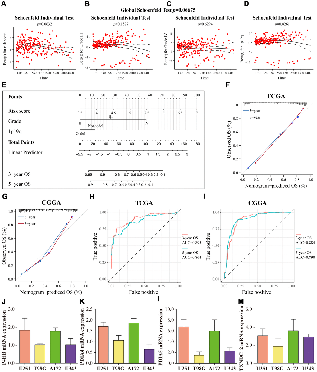 Prognostic nomogram for predicting the 3-year and 5-year overall survival of glioma patients. The Schoenfeld residual plots were displayed for risk score (A) Grade III (B) Grade IV (C) 1p19q (D) in the prognostic nomogram. The solid line was a smoothing-spline fit to the plot, with the dashed lines representing the 95% confidence interval. (E) Prognostic nomogram for glioma patients was created based on four key characteristics. (F, G) The calibration curve of OS at 3 years (blue) and 5 years (red). The predicted probability of OS is plotted on the x-axis and the observed OS is plotted on the y-axis. (H, I) ROC curves from the nomogram of 3-year and 5-year OS. The mRNA expression patterns of P4HB (J) PDIA4 (K) PDIA5 (L) and TXNDC12 (M) in glioma cell lines (U251, T98G, A172, U343). TCGA database as training set and CGGA database as the validation set.