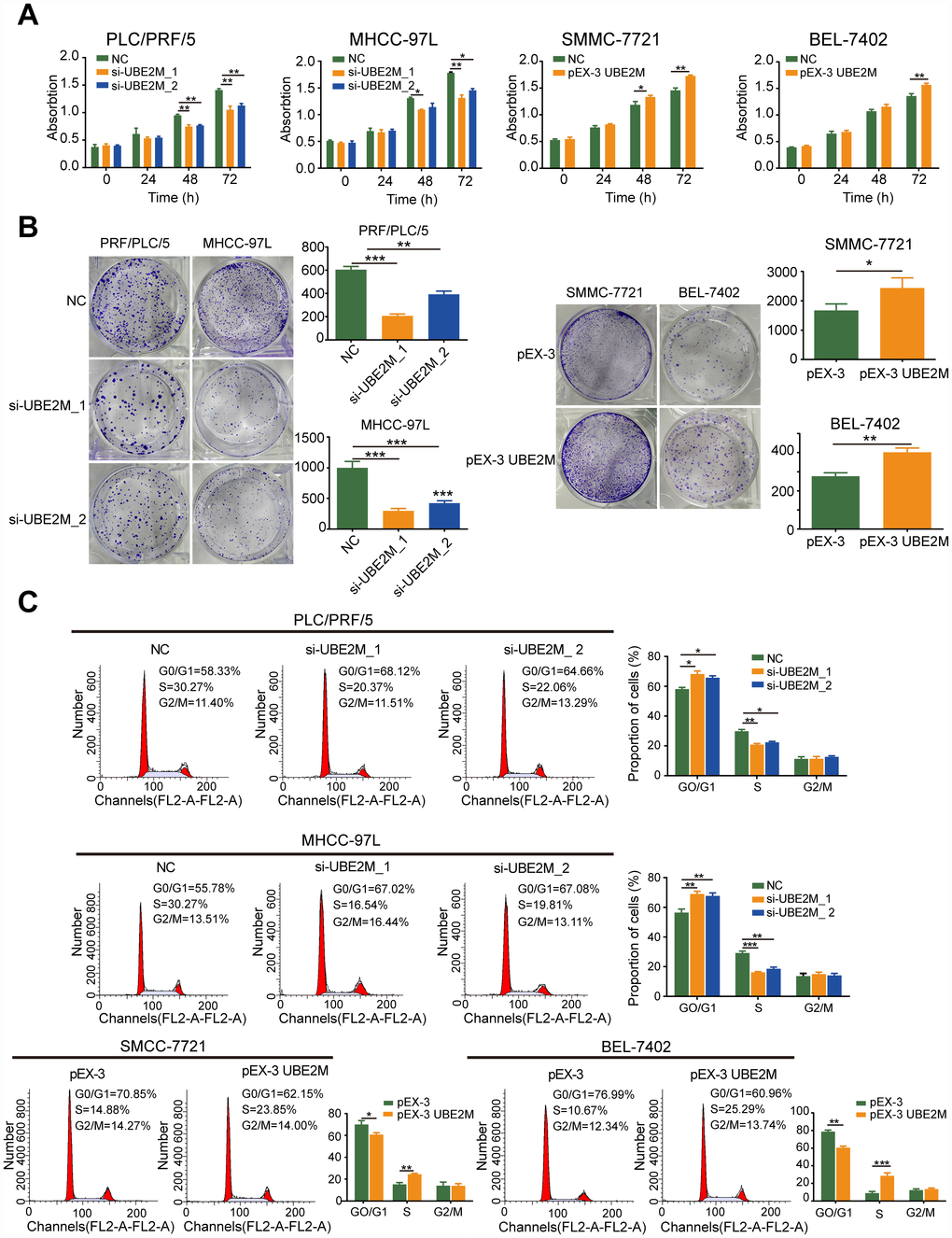 UBE2M promotes cell proliferation in vitro. (A) UBE2M knockdown significantly inhibited growth rate in UBE2M-silencing PLC/PRF/5 and MHCC-97L cells, while UBE2M overexpression significantly promoted growth rate in UBE2M-overexpressing SMCC-7721 and BEL-7402 cells, as revealed by CCK-8 assay. (B) The mean colony number was drastically reduced in UBE2M-silencing cells and was significantly increased in UBE2M-overexpressing cells, as determined by colony formation assay. (C) UBE2M knockdown significantly inhibited G1/S transition, while UBE2M overexpression remarkably induced G1/S transition, as measured by flow cytometry. Data were presented as mean ± SD (n=3). *P P P t-test).