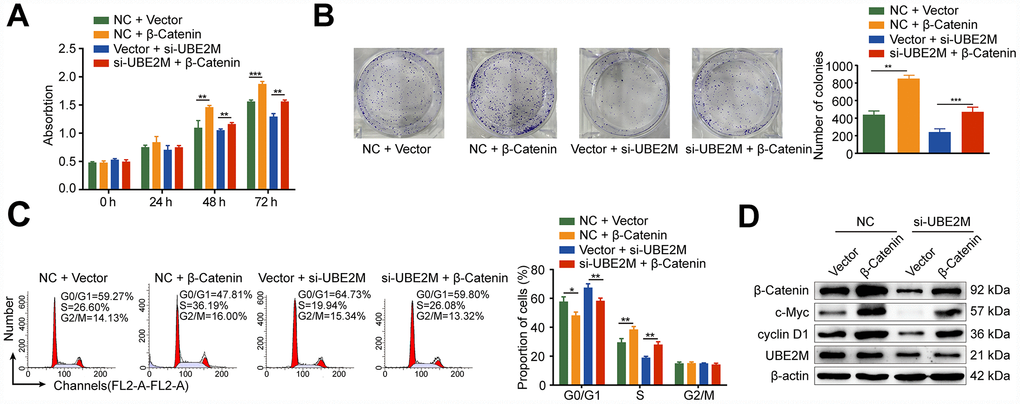 Rescue from UBE2M-knockdown induced cell proliferation inhibition and cell cycle arrest by β-catenin overexpression. MHCC-97L cells were co-transfected with the β-catenin overexpression plasmid or the empty expression plasmid in addition to the UBE2M vector or the empty expression vector. β-catenin overexpression enhanced cell proliferation and restored the suppressed effect caused by UBE2M knockdown, as revealed by CCK-8 assay (A) and colony formation assay (B). (C) β-catenin overexpression restored the inhibited G1/S transition caused by UBE2M knockdown determined by flow cytometry. (D) β-catenin, cyclin D1, c-Myc, and UBE2M expressions in MHCC-97L cells co-transfected with the β-catenin overexpression plasmid or the empty expression plasmid in addition to the UBE2M vector or the empty expression vector by Western blotting. Data was presented as mean ± SD (n = 3). *P P P t-test).