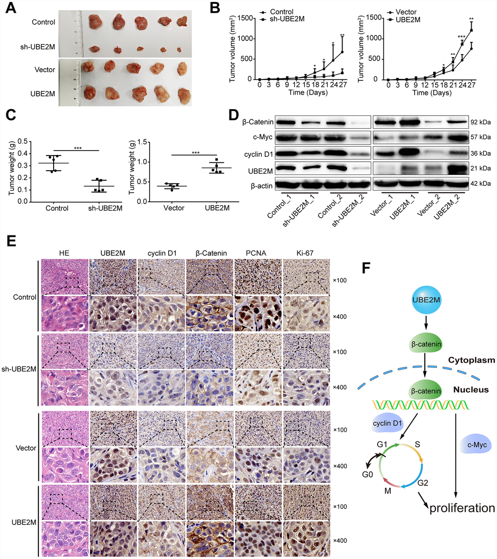 UBE2M mediates tumor growth in a xenograft HCC model. (A) Images of the tumors that develop in nude mice treated with UBE2M-knockdown MHCC-97L cells or control cells (upper panel), as well as UBE2M-overexpression BEL-7402 cells or control cells (lower panel). (B) Tumor volume was measured at the indicated time points, and the tumor growth curve was shown using a time-course line plot in the indicated group (n=5 per group). (C) Tumor weight was recorded on the 27th day after the mice were sacrificed in the indicated group (n=5 per group). (D) The expression of UBE2M, cyclin D1, c-Myc, and β-catenin in the tumors of indicated group by Western blotting. (E) Representative Hematoxylin and eosin (HE) and immunohistochemical staining of HCC tumors for UBE2M, cyclin D1, β-catenin, anti-PCNA and Ki67 expression. (×100: Scale bar, 50 μm. ×400: Scale bar, 12.5 μm). (F) Schematic of working model. Upregulated UBE2M translocates accumulated β-catenin from the cytoplasm to the nucleus, thus activating downstream β-catenin/cyclin D1 signaling to promote cell cycle and proliferation. Data were expressed as mean ± SD (n = 5). *P P P t-test).