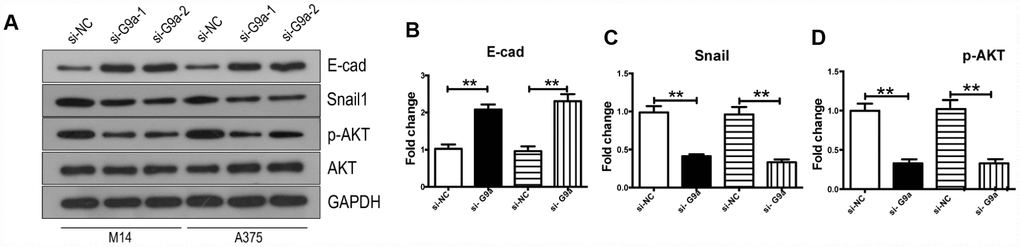 Knockdown of G9a reversed EMT and inhibited the activity of AKT in human melanoma cells. (A) Western blot was used to detect the expression levels of E-Cad, Snail, AKT and p-AKT. (B) the column diagram showed the protein level of E-Cad. (C) the column diagram showed the protein level of Snail. (D) the column diagram showed the protein level of p-AKT. ** P