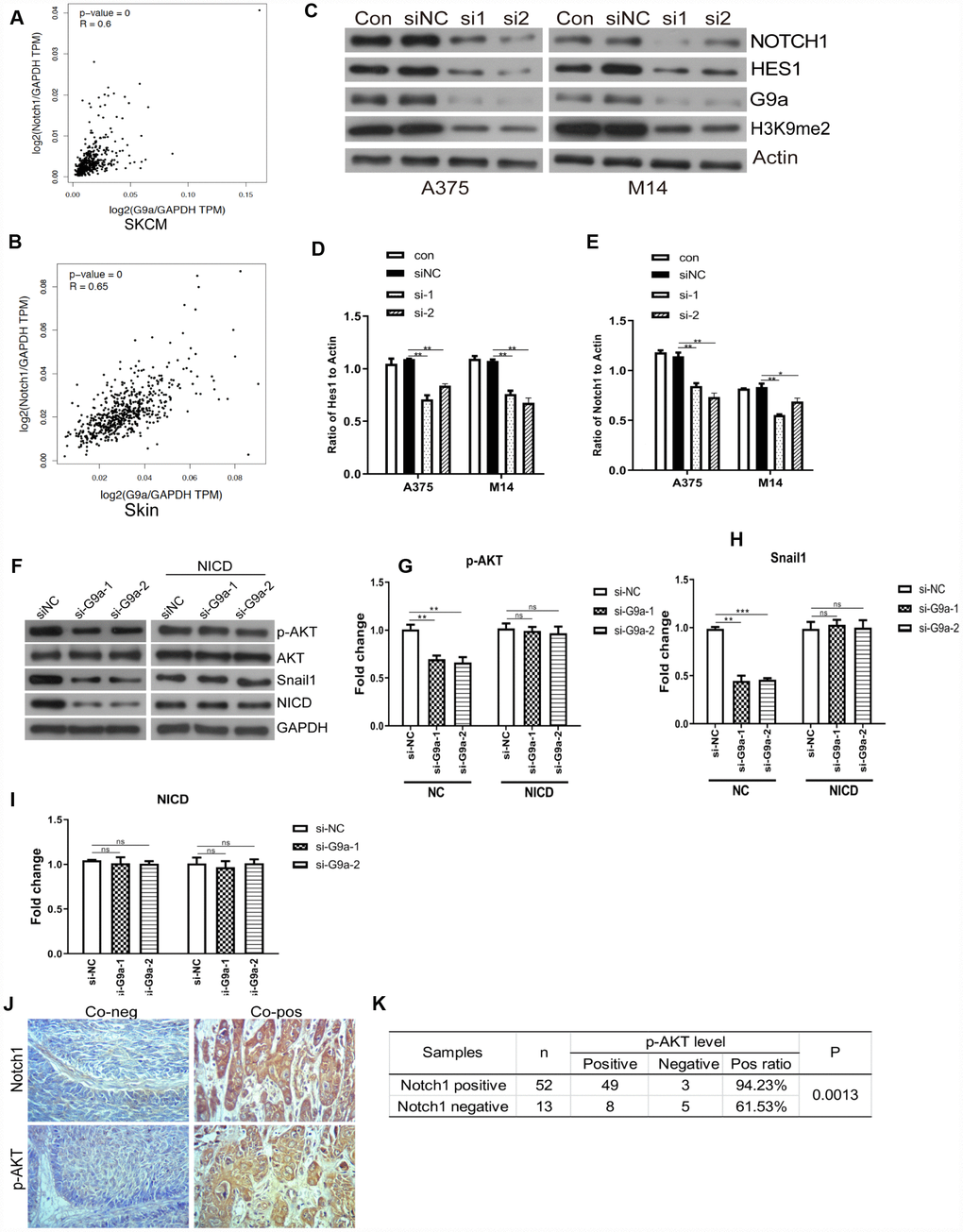 G9a inhibited the Notch1 pathway in melanoma and normal skin cells. (A) the correlation of G9a and Notch1 expression in SKCM samples was analyzed via GEPIA. (B) the correlation of G9a and Notch1 expression in normal skin samples was analyzed via GEPIA. (C) Western blot was performed to detect the expression of Notch1, Hes1 and H3K9me2 in G9a knockdown cells. (D) the column diagram showed the expression level of Hes1. (E) the column diagram showed the expression level of Notch1. (F) NICD was overexpressed in G9a knockdown cells (NICD group), and to detect the expression levels of p-AKT, Snail1 and NICD were detected by western blot. (G) the column diagram showed the expression level of p-AKT. (H) the column diagram showed the expression level of Snail1. (I) the column diagram showed the expression level of NICD. (J) IHC was performed to detect the expression of Notch1 and p-AKT in skin cancer tissues. (K) analysis of IHC showed the relationship between the expressions of Notch1 and p-AKT in human skin cancer. * P