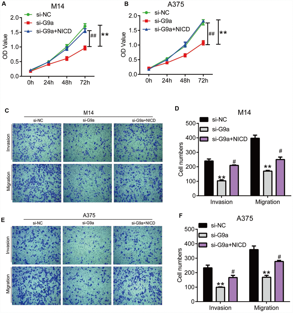 NICD blocked the inhibition of proliferation and metastasis induced by G9a in human melanoma cells. (A) the proliferation of M14 cells with G9a knockdown or both G9a knockdown and NICD treatment was detected by CCK8. (B) the proliferation of A375 cells with G9a knockdown or both G9a knockdown and NICD treatment was detected by CCK8. (C) the migration and invasion of M14 cells with G9a knockdown or both G9a knockdown and NICD treatment was detected by transwell. (D) the column diagram showed the migration and invasion cell number in M14 cells. (E) the migration and invasion of A375 cells with G9a knockdown or both G9a knockdown and NICD treatment was detected by transwell. (F) the column diagram showed the migration and invasion cell number in A375 cells. **P