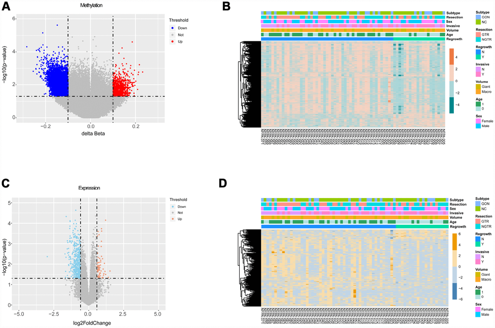 Differential analyses of gene methylation and expression status between regrowth and non-regrowth patients. (A) There are 3329 differentially methylated genes, of which 2788 hypomethylated genes (blue) and 541 hypermethylated genes (red) (B) The heatmap shows methylation profiles of 71 NFPA samples. The rows represent the different probes, and the columns represent each sample. The color in the heatmap represents the methylation level difference, which are hypermethylation (orange) and hypomethylation (green). The bar on the top shows the clinical and grouping information, and the sample ID is on the bottom. (C) The volcano plot shows 501 differentially expressed genes, and there are 438 upregulated genes(red) and 63 downregulated genes (blue). (D) The heatmap shows the expression profiles of the 71 NFPA samples. The rows represent the different genes, and the columns represent each sample. The color in the heatmap represents the expression level difference: upregulated (yellow) and downregulated (blue). The bar on the top shows the clinical and grouping information, and the sample ID is on the bottom.
