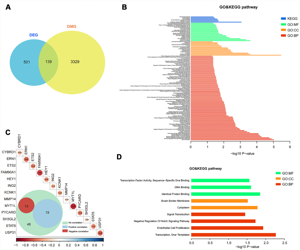 Integrated analysis of DMGs and DEGs. (A) The Venn diagram shows 139 genes with both DNA methylation and expression level changes. (B) GO and KEGG pathway analyses of 139 genes. (C) Pearson analysis of 139 genes. There are 13 genes showing negative correlation (red), 78 genes showing positive correlation (blue) and 48 genes showing no correlation. The R value of 13 genes is shown. (D) GO and KEGG pathway analyses of 13 negative correlation genes.