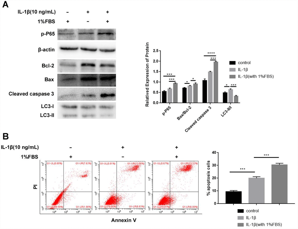 IL-1β treatment inhibits autophagy and enhances apoptosis in the human NPCs. (A) Western blot shows the proteins expressions of p-P65, Bax/Bcl-2, Cleaved caspase 3 and LC3-II/I in NPCs after IL-1β (10ng/mL) treatment with or without 1% FBS. Note: The data represent mean ± SD of three experiments; ****pB) Flow cytometry shows the percentage of apoptotic cells in NPCs after IL-1β treatment with or without 1% FBS. Note: The data represents mean ± SD of three experiments; ***p