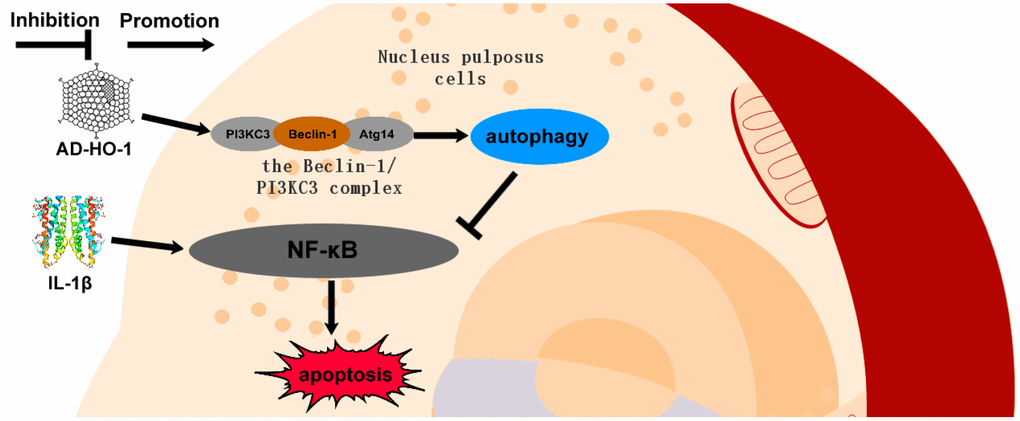 Schematic diagram shows potential mechanism of action of HO-1. HO-1 promotes autophagy by increasing the formation of the Beclin-1/PI3KC3 complex. HO-1 induced autophagy protects against apoptosis of human NPCs by inhibiting NF-κB.