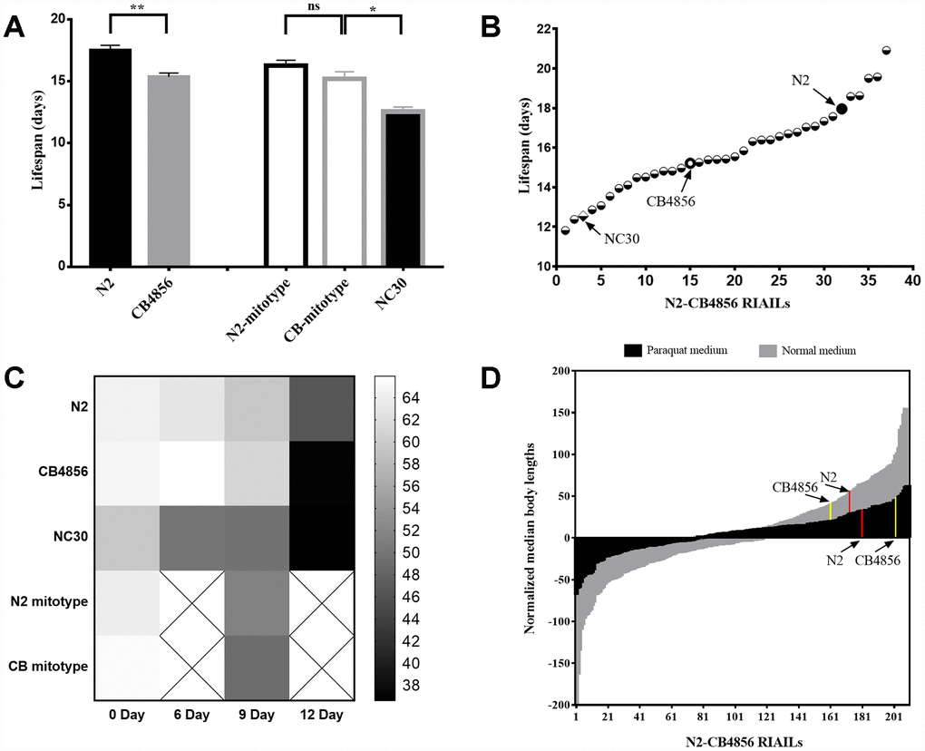 Both mitochondrial and nuclear genomes correlate with the quantitative traits of development and lifespan of Caenorhabditis elegans. (A) Average lifespans in strains N2, CB4856, N2-mitotype RIAILs, CB4856-mitotype RIAILs and CN30. (B) Lifespan of 34 N2-CB4856 recombinant inbred advanced intercross lines (RIAILs). (C) Motility of 0, 6, 9 and 12-day-old worms (darker color in the heatmap indicates weaker motility). (D) Histogram of normalized body length in control (gray) and in paraquat (black) conditions for 210 RIAILs. Statistical analysis was performed by using two-tailed unequal variant Student’s t-test (* P-value 