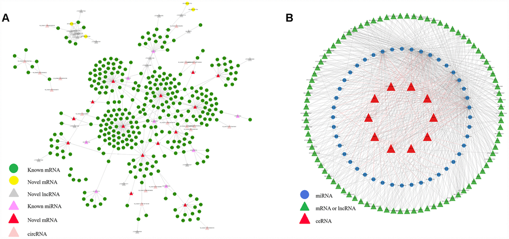 Interactive network of mRNA, lncRNA, miRNA and circRNA, and ceRNAs. (A) The regulatory network was constructed through visualizing the relationships between differentially expressed circRNA, lncRNA, miRNA and mRNA and their target genes. (B) The interaction network among the top 10 ceRNAs network.