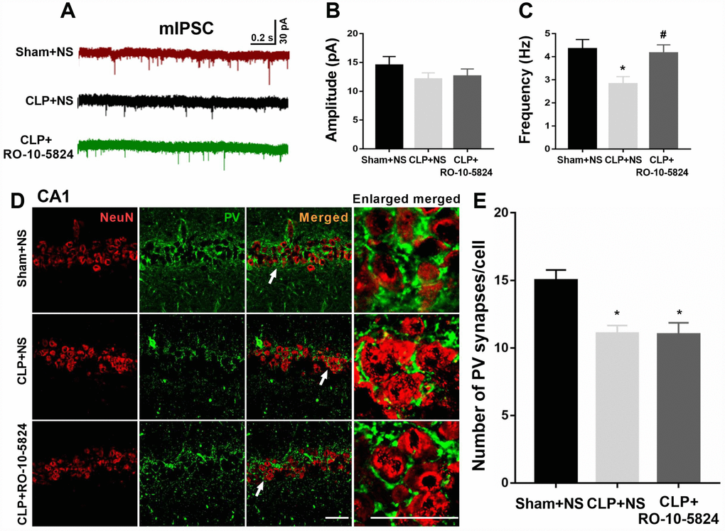 RO-10-5824 treatment reversed decreased GABAergic transmission in the CA1 after CLP. (A) Representative traces of mIPSCs in slices from sham + NS, CLP + NS, and CLP + RO-10-5824 rats. (B) CLP did not affect the amplitude of mIPSCs (n = 10 pyramidal cells from three rats in each group). (C) CLP induced a significantly decreased frequency of mIPSCs, which was prevented by RO-10-5824 treatment (n = 10 pyramidal cells from three rats in each group). (D-E) CLP significantly decreased the total number of PV synapses around the pyramidal neurons as compared with sham group, which was not affected by RO-10-5824 treatment (n = 15 pyramidal cells from three rats in each group). Data are shown as mean ± SD, *P P 