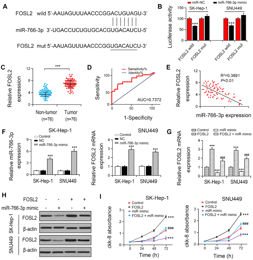 miR-766-3p suppressed FOSL2 expression in HCC cells. (A) Predicted binding sites of miR-766-3p in the 3’-UTR of FOSL2. (B) Relative luciferase activity in SK-HEP-1 and SNU449 cells after transfection of miR-766-3p mimic/NC or the 3’-UTR of FOSL2 Wt/Mut. (C) FOSL2 level in HCC tissues was detected by RT-PCR. (D) Area under the ROC curve was 0.7372 (95% CI = 0.6530–0.8528, P E) Correlation between miR-766-3p and FOSL2 expression detected by Spearman’s correlation analysis. (F) Expression of miR-766-3p and FOSL2 after miR-766-3p or FOSL2 were overexpressed in SK-HEP-1 and SNU449 cells by RT-PCR. (G, H) Expression of FOSL2 in SK-HEP-1 and SNU449 cells after miR-766-3p and FOSL2 were overexpressed. (I) Cell viability in SK-HEP-1 and SNU449 cells determined by a CCK-8 assay. *P 