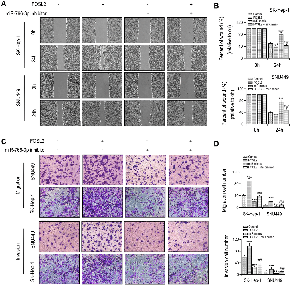 FOSL2 reversed cell migration and invasion inhibition in SK-HEP-1 and SNU449 cells by miR-766-3p mimics transfection. (A, B) Wound healing assay was performed in SK-HEP-1 and SNU449 cells and quantified. (C, D) Cell migration and invasion were examined by Transwell assay. **P 
