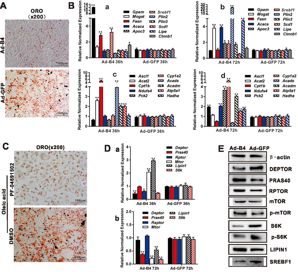 BMP4 inhibits triglyceride accumulation through regulating the genes involved in lipid metabolism and members of mTORC1 signaling pathway in hepatocytes. (A) Primary mouse hepatocytes were infected with Ad-B4 or Ad-GFP for 7 days, and subjected to ORO staining. (B) Primary mouse hepatocytes were infected with Ad-B4 or Ad-GFP for 36h and 72h. Total RNA was isolated and subjected to TqPCR analysis of the expression of the genes involved in triglyceride synthesis and storage (a and b) and triglyceride breakdown (c and d). Relative expression was calculated by dividing the relative expression values (i.e., gene/Gapdh) in “**” p C) Oleic acid (0.05mM)-induced hepatocytes were treated with 1nM PF-04691502 or DMSO for 7 days, and subjected to ORO staining. (D) Primary mouse hepatocytes were infected with Ad-B4 or Ad-GFP for 36h and 72h. Total RNA was isolated and subjected to TqPCR analysis of the expression of the members of mTORC1 signaling pathway (a and b). Relative expression was calculated by dividing the relative expression values (i.e., gene/Gapdh) in “**” p E) Primary mouse hepatocytes were infected with Ad-B4 or Ad-GFP for 72h, and total cell lysate was subjected to Western blotting analysis of the expression of the members of mTORC1 signaling pathway. Each assay condition was done in triplicate, and representative images are shown or indicated by arrows.