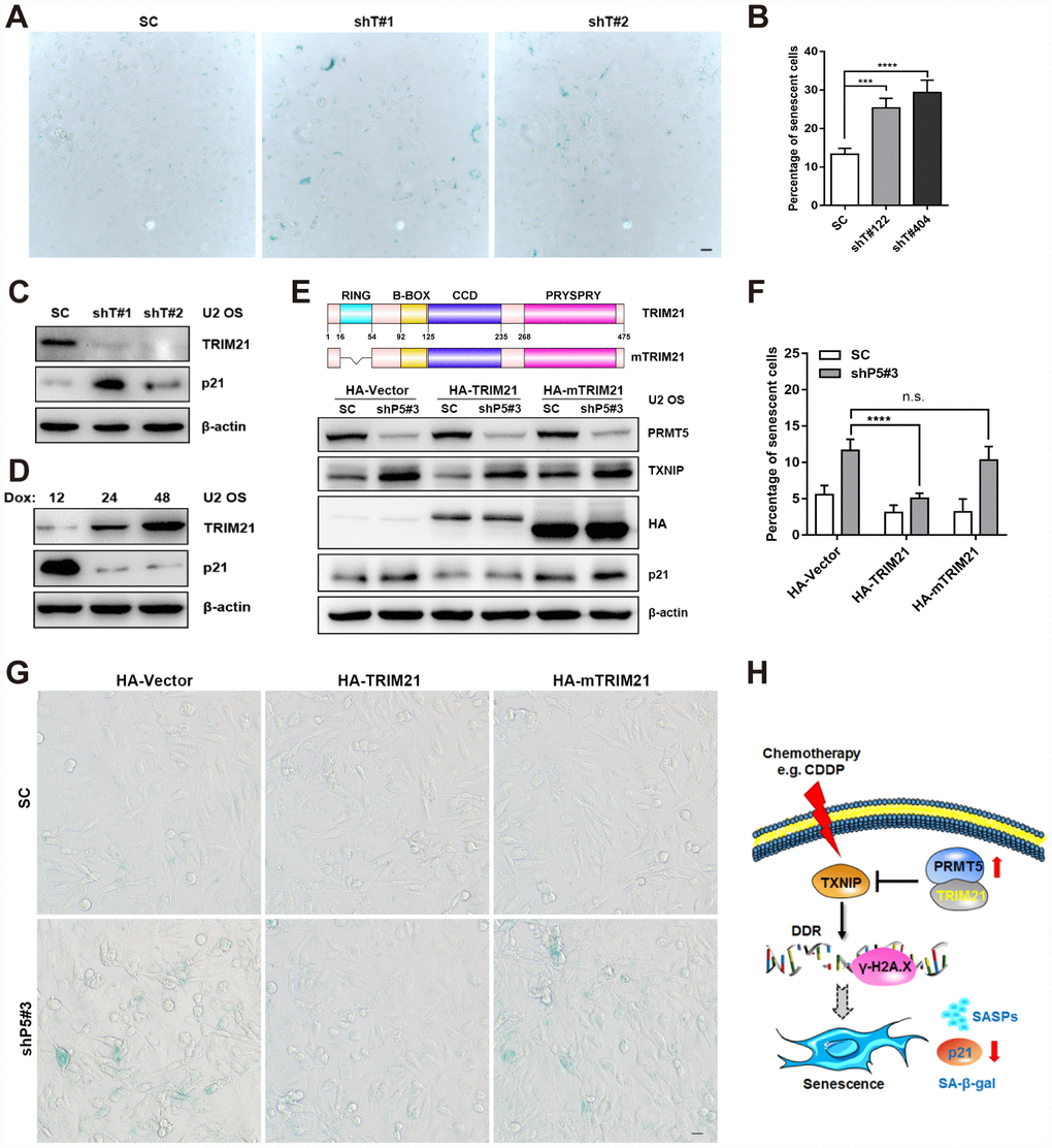 TRIM21 is required for the regulation of the TXNIP/p21 axis by PRMT5. (A) Two independent shRNAs targeting TRIM21 (shT#1 and shT#2) were utilized to knock down TRIM21, and cellular senescence was visualized using a SA-β-gal staining kit. Scale bar = 20 μm. (B) The percentage of senescent cells was quantified. ***, ppC) The protein expression of p21 with or without TRIM21 depletion was determined by WB. (D) U2 OS cells expressing Dox-inducible HA-TRIM21 were established; the cells were induced with Dox for different durations, and p21 expression was then measured by WB. (E) Plasmids expressing HA-TRIM21 or the HA-TRIM21 ∆RING mutant (HA-mTRIM21) were transfected into SC or shP5#3 U2 OS cells, and the protein expression of PRMT5, TXNIP, and p21 was then determined by WB. (F–G) Plasmids expressing HA-TRIM21 or the HA-TRIM21 ∆RING mutant (HA-mTRIM21) were transfected into SC or shP5#3 cells, and cellular senescence was visualized using a SA-β-gal staining kit. Scale bar = 20 μm; the percentage of senescent cells was quantified, and the data are presented as the means ± SDs. n.s., no significance; ****, pH) Schematic depicting the involvement of the PRMT5/TRIM21 complex in regulation of the DDR and cellular senescence via the TXNIP/p21 axis in U2 OS cells.