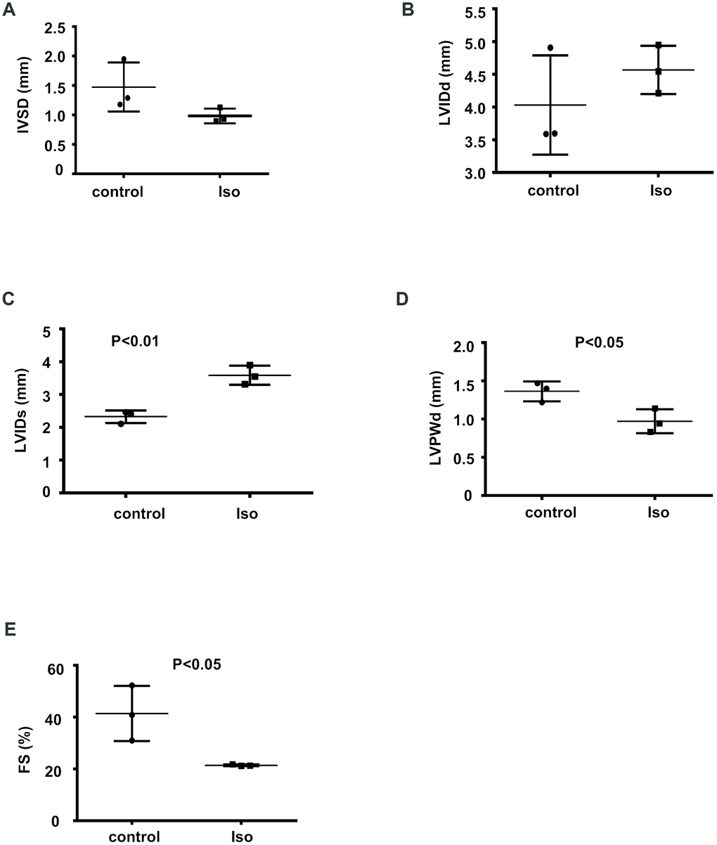 Isoproterenol treatment resulted in decreased cardiac function. Cardiac function was determined by echocardiography in 8-week-old mice infused with isoproterenol. The interventricular septum thickness at end-diastole (IVSD) (A) end-diastolic and end-systolic left ventricular internal diameter (LVIDd and LVIDs) (B, C) end-diastolic left ventricular posterior wall thickness (LVPWd) (D) and fractional shortening (FS) (E) were determined from the M-mode images. ctr: control, Iso: isoproterenol. Data are the mean ± SEM. n= 3 per group.