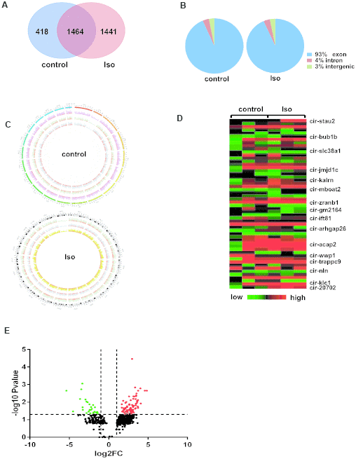 Differentially expressed circRNAs in left ventricles after isoproterenol treatment. (A) Venn diagrams showing the overlap of 1464 circRNAs between the two experimental groups. (B) Genomic origin of circRNAs obtained from alignment to the mouse genome. (C) Circos visualization of the distribution of the identified circRNAs in mouse chromosomes. The outermost layer represents all mouse chromosomes, and each of the 3 inner layer show the circRNA distribution of every sample in the same group, while the red represents the expression levels of the circRNAs. (D) Heatmap of circRNA expression determined in the left ventricles of mice with or without isoproterenol treatment, as determined by next-generation sequencing (NGS). (E) Volcano plot showing altered circRNA expression upon isoproterenol treatment. A 2-fold change and P