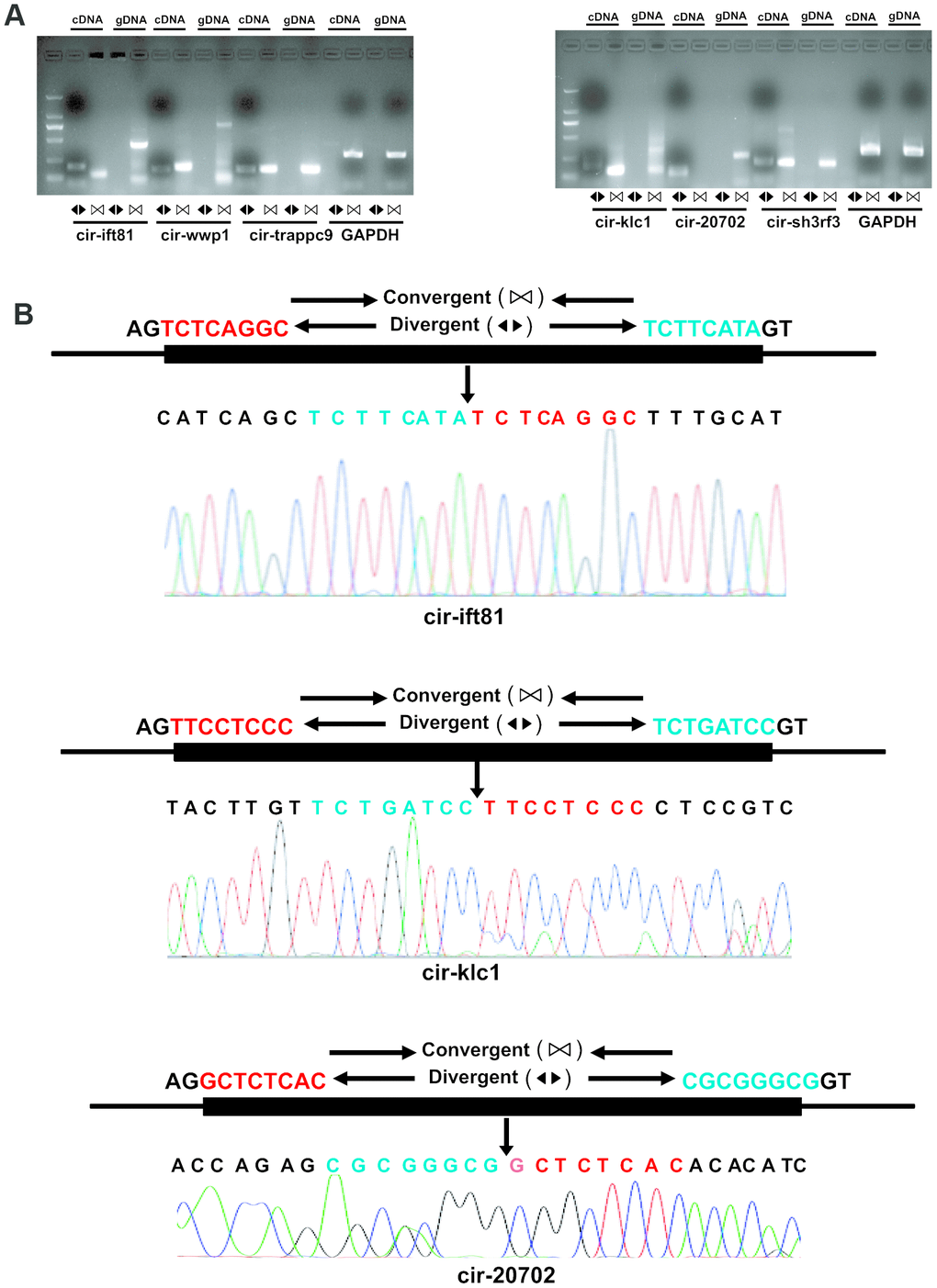 Validation of altered circRNA expression. (A) RNA was extracted from the ventricles of mice treated with or without isoproterenol (Iso) and the circular RNAs were validated by Real-time PCR and Sanger sequencing. The divergent primers were used to amplify circRNAs but the convergent primers were designed to detect the linear form both in cDNA and genomic DNA (gDNA), GAPDH is as a linear control. (B) The amplified circRNAs were confirmed to be head-to-tail spliced via sequencing.