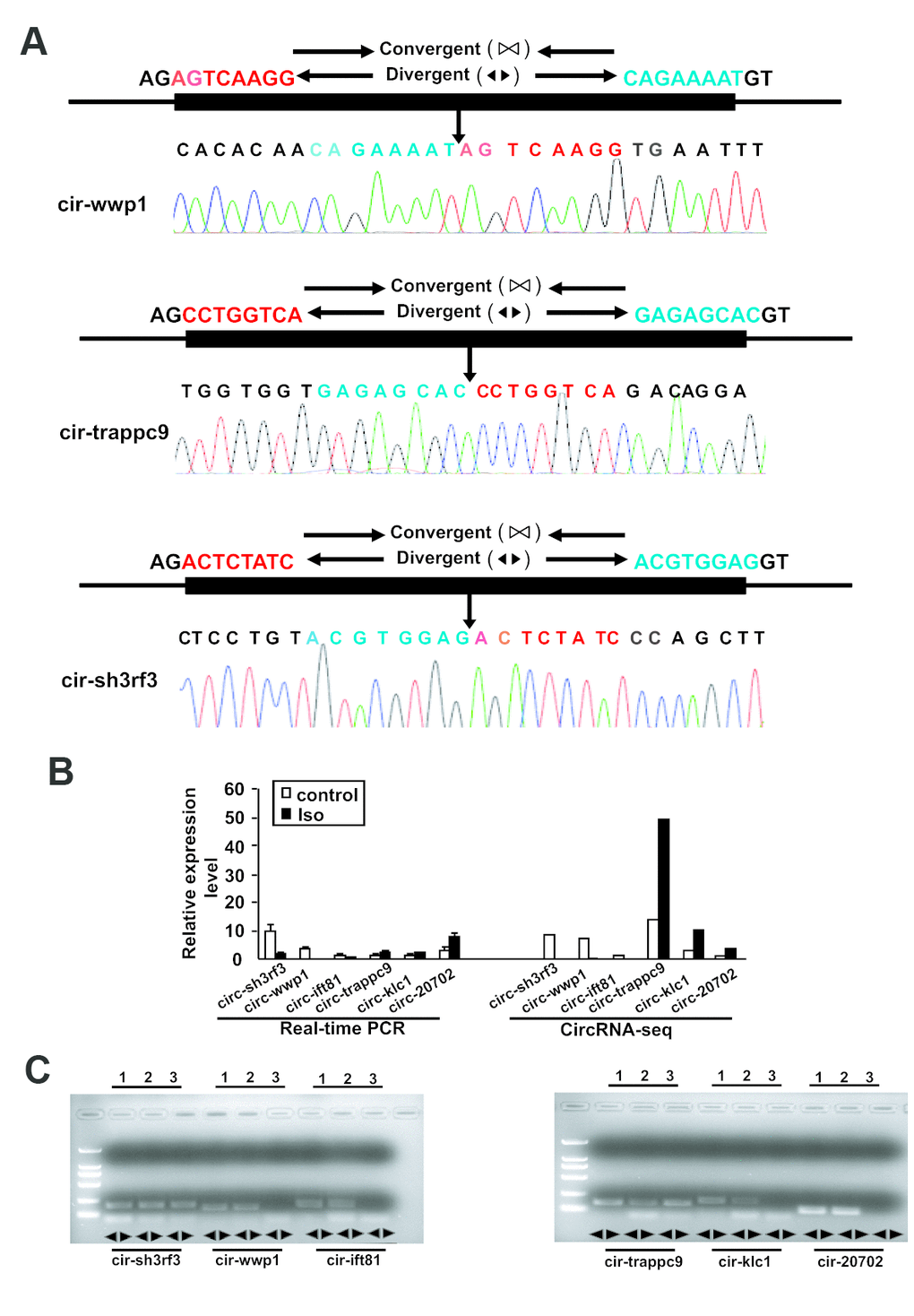 Validation of altered circRNA expression by qRT-PCR. (A) The amplified circRNAs were confirmed to be head-to-tail spliced via sequencing. (B) The expression levels of differentially expressed circRNAs were determined by Real-time PCR. The Data are means ± SEM with 3 mice per group. Seq: sequence. (C) The expression of circular RNAs in human skeletal muscle cells and the liver of mice. Lane 1, 2, and 3 represented the RNA in heart, liver and human skeletal muscle cells, respectively.