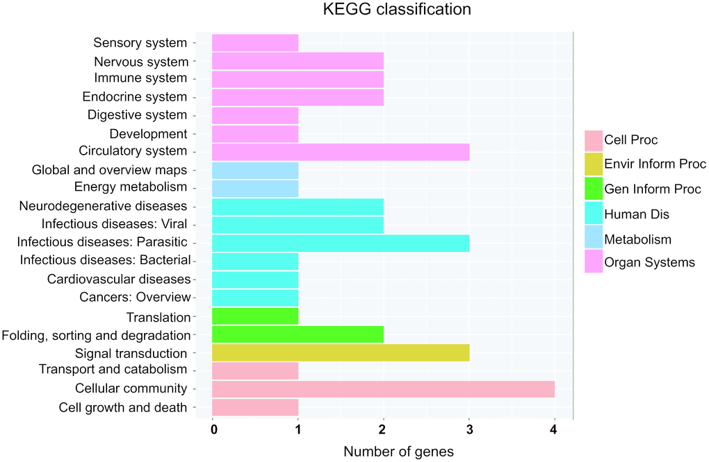KEGG pathway annotations of the organismal systems (Organ Systems), human diseases (human Dis), cellular processes (cell Proc), environmental information processing (Envir Inform Proc), genetic information processing (Gen Inform Proc) and metabolism pathways. KEGG: Kyoto Encyclopedia of Genes and Genomes.