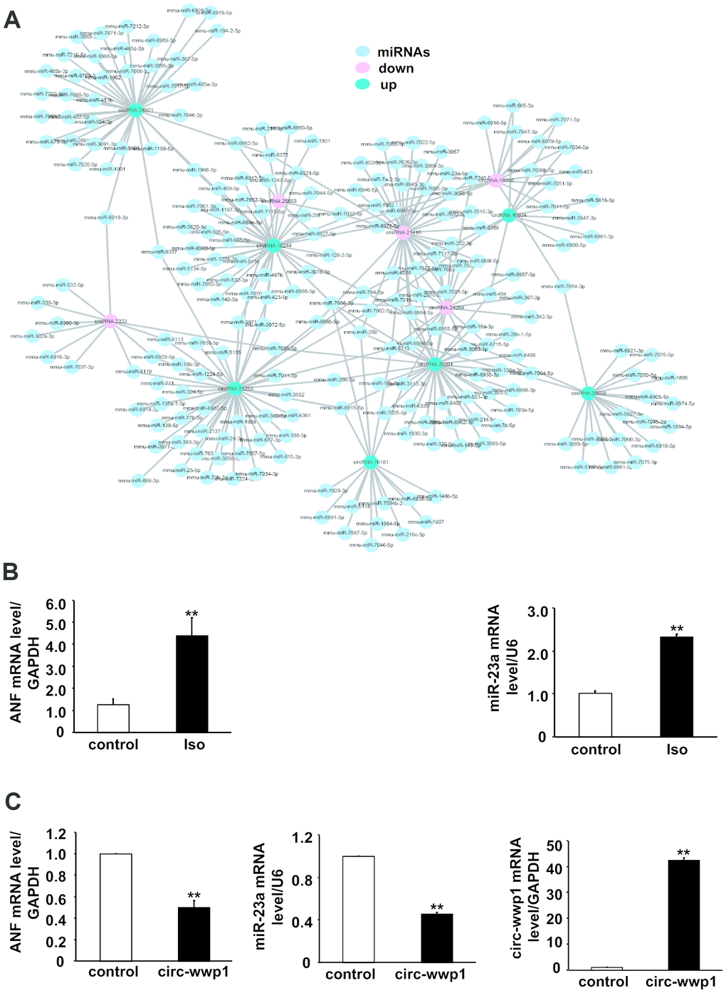 CircRNA-miRNA interaction network for differentially expressed circRNAs in isoproterenol- treated and untreated mice. (A) Red circles represent down-regulated circRNAs, green circles represent up-regulated circRNAs, and blue circles represent binding miRNAs. (B) mRNA level of ANF and miR-23a were determined in left ventricles after isoproterenol treatment. Iso: isoproterenol. (C) mRNA level of ANF and miR-23a were determined in cardiomyocytes infected with adenovirus circ-wwp1, the results are the mean±SEM of three independent experiments. ** indicates p 