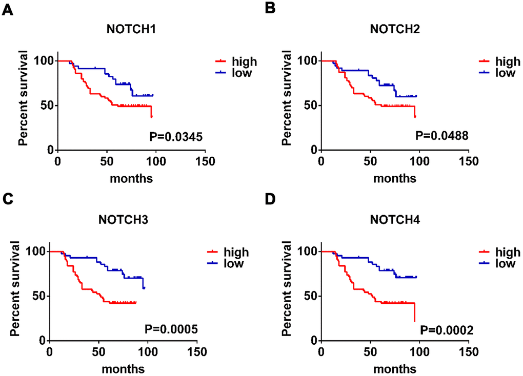 The prognostic value of expression level of Notch receptors in gastric adenocarcinoma patients. (A–D). Logrank test was used in analysis of overall survival. The numbers of high Notch expression group and low Notch expression group are 50, respectively.