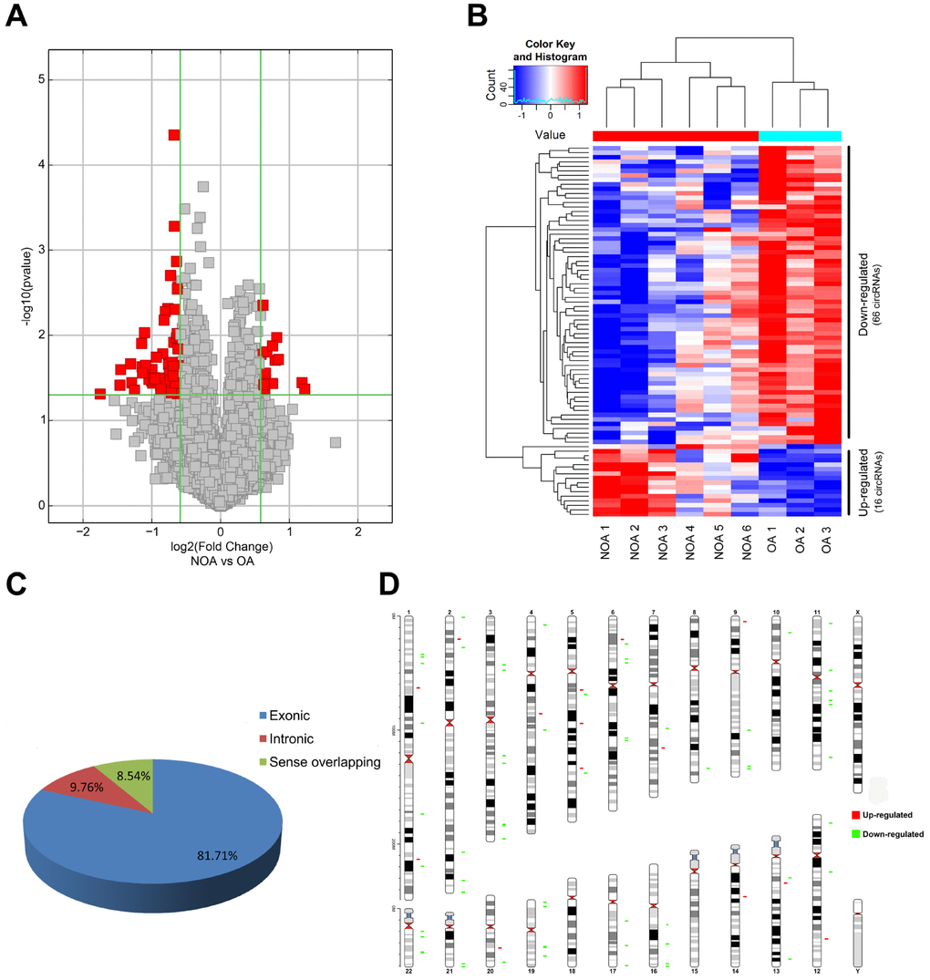 Characterization of differentially expressed circRNA in OA and NOA samples. (A) The volcano plots display the differential circRNAs expression between the two groups. Red points denote the differentially expressed circRNAs with statistical significance. (fold change ≥1.5 and p B) Heatmap shows the 16 up-regulated circRNAs and 66 down-regulated circRNAs in NOA. (C) The pie charts show the origin of transcription of differentially expressed circRNAs. (D) The chromosomal location of differentially expressed circRNAs is shown in the last figure. Red: up-regulated circRNAs in NOA; green: down-regulated circRNAs in NOA.