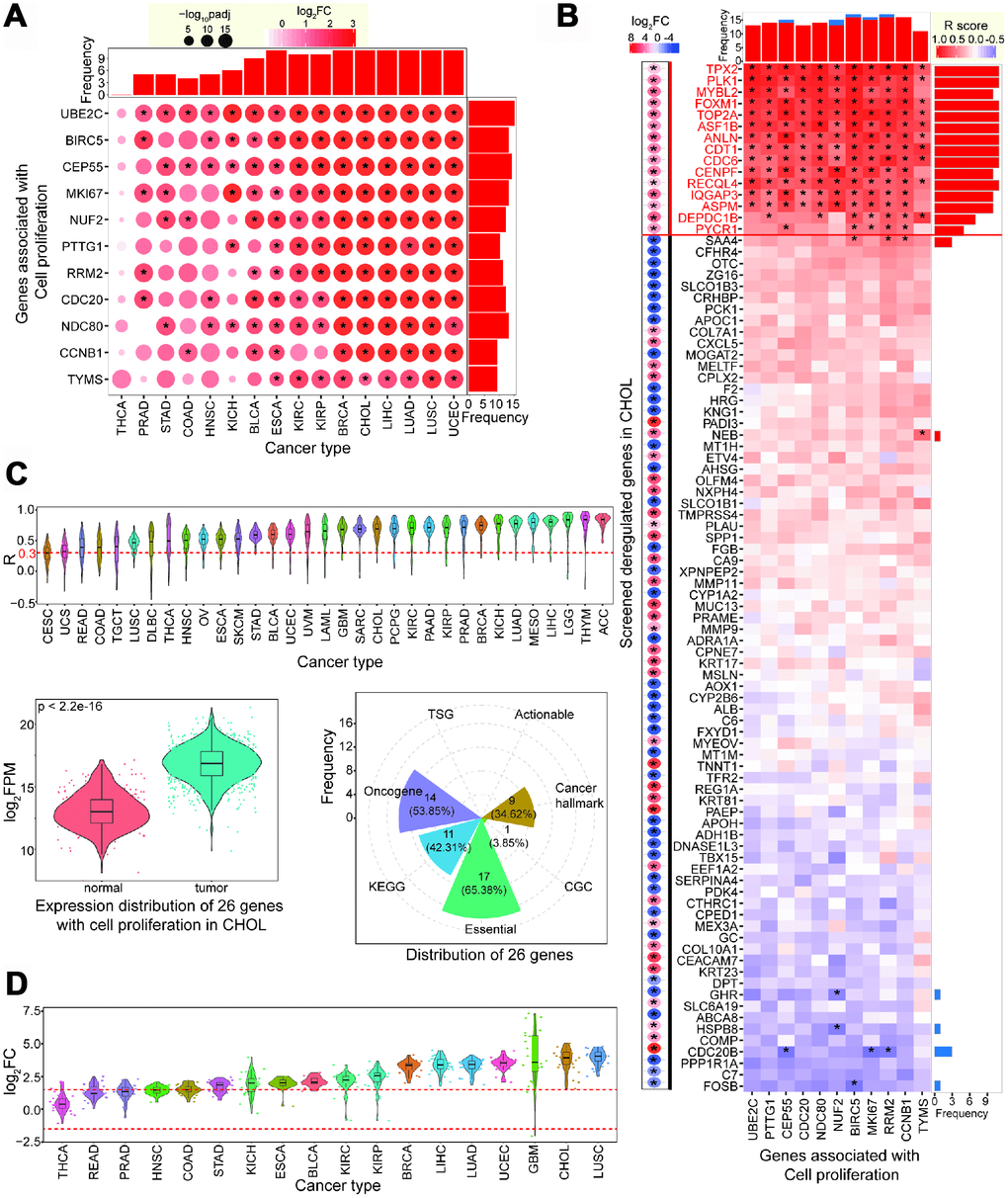 Screening candidate genes associated with cell proliferation. (A) Expression patterns of validated 11 genes associated with cell proliferation across diverse cancer types. (B) Correlation analysis of screened abnormally expressed genes with 11 validated genes in CCA (repeated genes have been removed from 94 genes). Deregulated patterns are also presented on the left. * indicates significant statistical result (padj 2FC| > 2 and padj C) Distribution of correlations of 15 candidate genes across different cancer types, showing many of them have positive correlations with validated genes. The total 26 genes show significant difference between normal and tumor samples in CCA (p D) These 26 genes show dynamic expression patterns across various cancer types, but most are up-regulated.