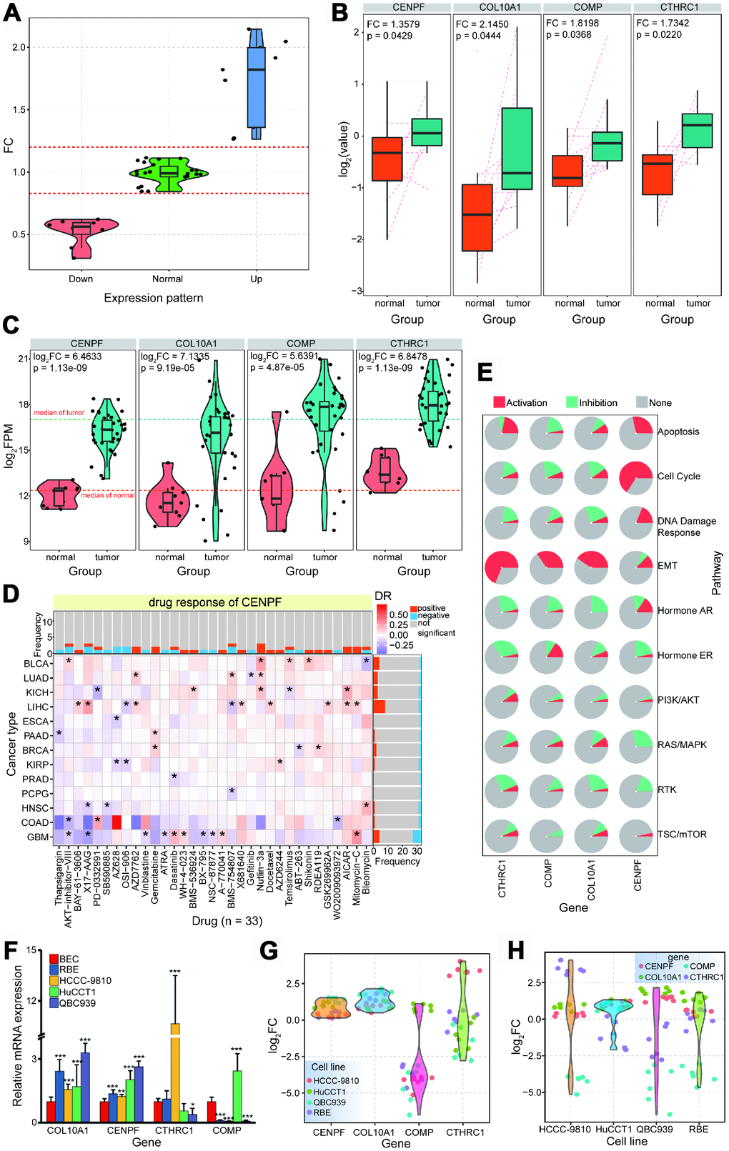 Further expression patterns of relevant proteins via protein profiling. (A) Expression distribution of detected proteins based on screened 94 genes. (B) The 4 proteins, CENPF, COL10A1, COMP and CTHRC1, are abnormally over-expressed in tumor samples (FC > 1.3, p C) For the 4 up-regulated proteins, consistent expression patterns are detected in CCA at mRNA levels. (D) Drug responses for CENPF across different cancer types.* indicates significant correlations (p E) Predicted roles of the 4 genes in biological pathways (activation or inhibition). (F). RT-PCR results for screened genes in different cell lines. * indicates p G) The detailed expression trends for each gene based on each experimental validation. (H) The detailed expression trends for each cell line based on each experimental validation.