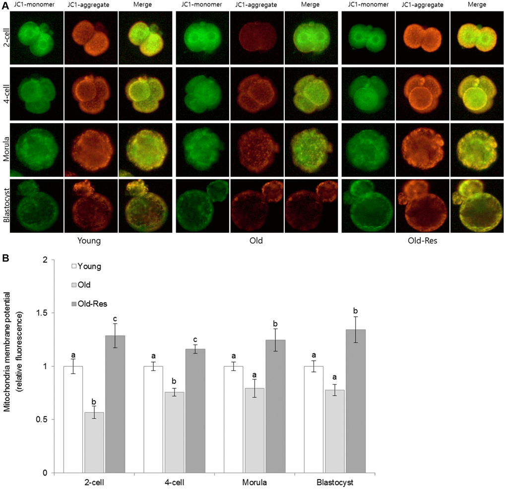 Effect of resveratrol supplementation on mouse embryonic mitochondrial membrane potential. (A) Representative pictures stained with JC-1. Green and red fluorescence indicate JC-1 monomers and JC-1 aggregates, respectively. (B) The ratio of red:green JC-1 fluorescence in embryos. The data are presented as the mean ± SEM from three independent experiments. a,b,c Different superscripts indicate significant differences within a stage (p  0.05).