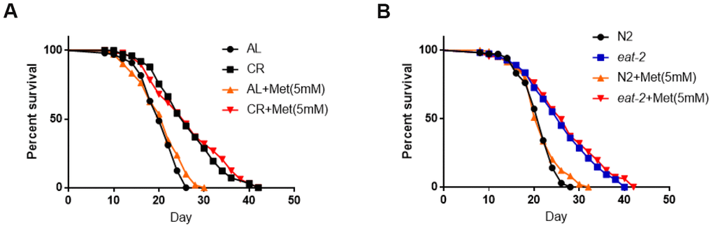 Methionine does not shorten the long lifespan achieved by calorie restriction. (A) The long lifespan from feeding diluted bacteria is not significantly affected by 5mM methionine. Ad libido (AL) and CR conditions were achieved by plating 1X1011/mL and 1X108/mL OP-50 bacteria, respectively, on solid nematode growth (NG) medium containing carbenicillin and kanamycin. Worms were raised on NG medium supplemented with or without 5mM methionine (Met) throughout life with frequent transfer to new plates to avoid contamination by progenies. Number of deaths and lives were recorded every other day. Data from 3 independent experiment were pooled and plotted by using Graphpad Prism software. P values were obtained by log-rank test: CR (met) vs. CR, not significant; CR(met) vs. AL, PSupplementary Table 1 in Supplemental Information (SI) for more information. (B) The long lifespan from CR model (eat-2 mutant) is not significantly affected by 5mM methionine. N2 wild-type and eat-2(ad1116) worms were raised on normal NG medium with sufficient OP-50 bacterial food and also supplemented with and without 5mM methionine (Met). Number of deaths and lives were recorded every other day and with frequent transfer to new plates to avoid contamination by progenies. Data from 3 independent experiment were pooled and plotted by using Graphpad Prism software. P values were obtained by log-rank test: eat-2(met) vs. eat-2, not significant; eat-2(met) vs. N2, PSupplementary Table 2 in Supplementary Information (SI) for more information.