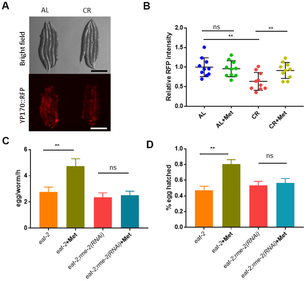 The yolk proteins vitellogenin are required for methionine to mitigate the negative effect of CR on reproduction. (A) Calorie restriction reduced yolk protein production. Animals expressing tdimer2 -tagged vitellogenin YP170 were raised under ad libido (AL) and calorie restricted (CR) conditions as shown in Figure 1A and imaged by using Leica microscope. Representative images of 2 independent experiments were shown. (B) Methionine reversed the decreased YP170::tdimer2 expression caused by CR Animals expressing tdimer2-tagged vitellogenin YP170 were raised under ad libido (AL) and calorie restricted (CR) conditions as shown in Figure 1A and imaged by using Leica microscope. 10 worms from 2 independent experiments were quantified by using ImageJ software and plotted by using Graphpad Prism software. P values were obtained by using student’s t-test: ns, not significant; **, PC) Blocking oocyte uptake of yolk proteins vitellogenin prevents methionine’s beneficial effects on CR-compromised egg production. CR were achieved by using the eat-2(ad1116) mutant worms. N2 wild-type and eat-2 mutant worms were raised on HT115 bacteria expressing vector only control (L4440) or rme-2 double stranded interference RNA (RNAi) to knock down rme-2 gene expression. Day-1 adult worms were examined for egg production by counting the total eggs within 3 hours. Data were collected from 3 independent experiment and plotted to show egg from per worm per hour (egg/worm/h). P values were obtained by t-test: ns, not significant; **, PD) Blocking oocyte uptake of yolk proteins vitellogenin prevents methionine’s beneficial effects on CR-compromised embryo survival. CR and RNAi of N-2 wild-type and eat-2 animals were conducted as in E and synchronized eggs (n>100) were obtained by allowing day-1 adult worms to lay eggs for 2 hours. Survival were measured by counting the dead and viable embryos. Data from 3 independent experiments were collect for analysis. P values were obtained by t-test: ns, not significant; **, P