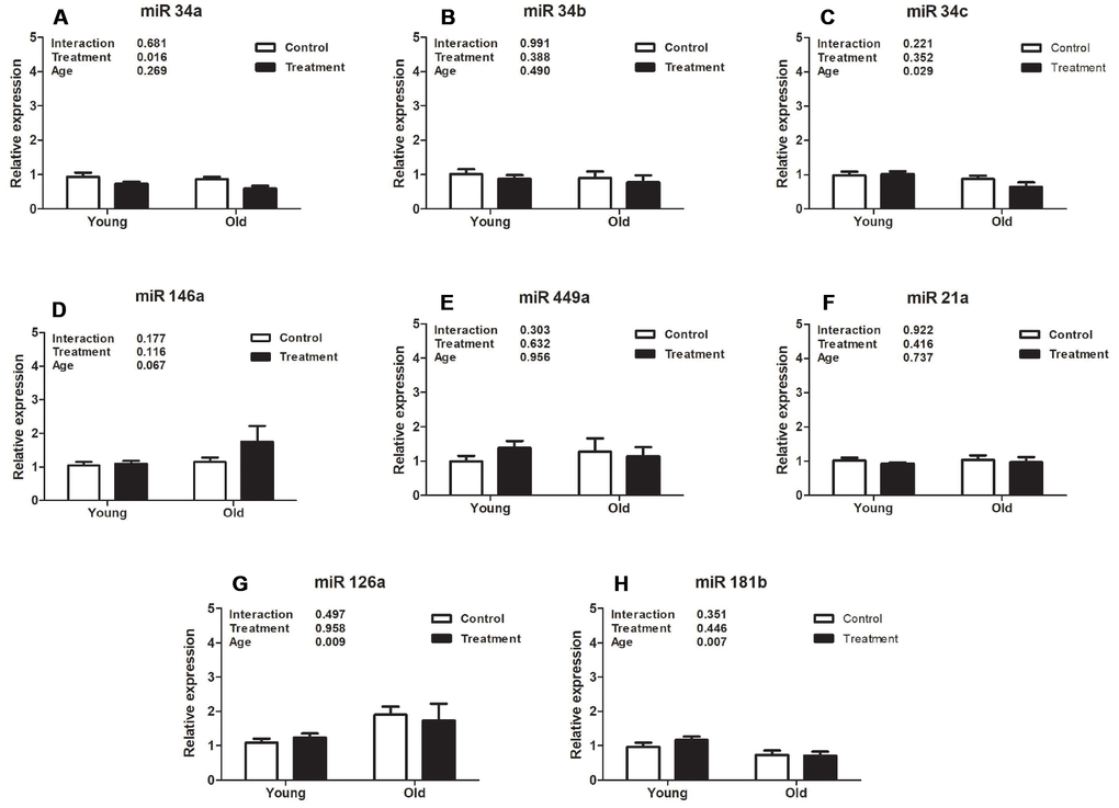 Analysis of relative uterine microRNA levels in the treatment and control groups at different ages. (A). mmu-miR-34ª-5p (miR34a). (B). hsa-miR-34b-5p (miR34b). (C). mmu-miR-34c-5p (miR34c). (D). mmu-miR-146ª-5p (miR146a). (E). mmu-miR-449ª-5p (miR449a). (F). mmu-miR-21ª-5p (miR21a). (G). mmu-miR-126ª-5p (miR126a). (H). hsa-miR-181b-5p (miR181b). Values are shown as mean ± standard error of the mean. Two-way ANOVA was performed and p values for age, treatment, and their interaction are presented (P