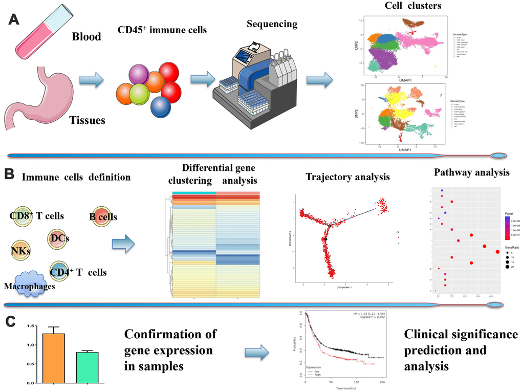 Overview of the study design. (A) ScRNA-seq was performed on immune cells isolated from GC preoperational peripheral blood samples and GC tissues and corresponding adjacent non-tumor tissues. 10 cell clusters in tissues and 9 cell clusters in peripheral blood were identified based on CD45 isolation. (B) Each immune cell subtype, their heterogeneous transcription factors, and their developmental trajectories. (C) Correlation between the expression of specific genes and clinical significance.