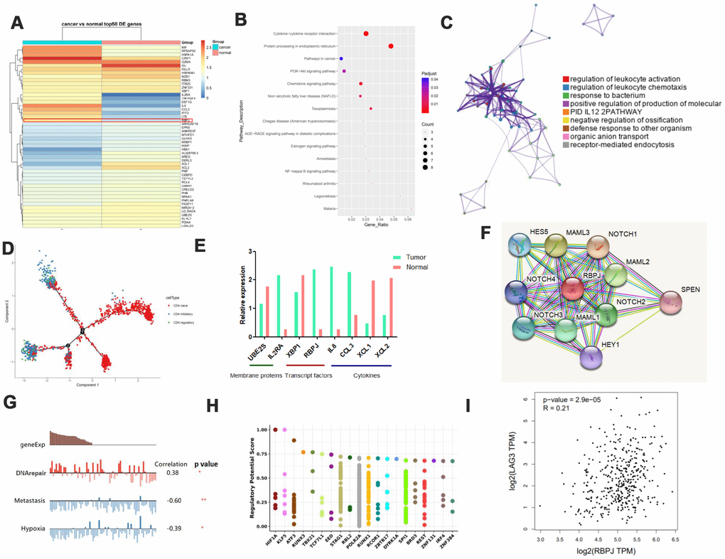 Identification of genes uniquely associated with Treg function in GC. (A) Heat map displaying the top 50 genes differentially expressed in Tregs from tissues. (B and C) Pathway analysis for different genes in Tregs. (D) Trajectory analysis for Tregs in tissues. (E) Expression of various molecules in Tregs. (F) STRING analysis of RBPJ. (G) Single-cell analysis using CancerSEA. (H) Top 20 differentially expressed TFs in cancers as shown by Cistrome DB Toolkit for RBPJ. (I) GEPIA analyses showing the association between RBPJ and LAG3.