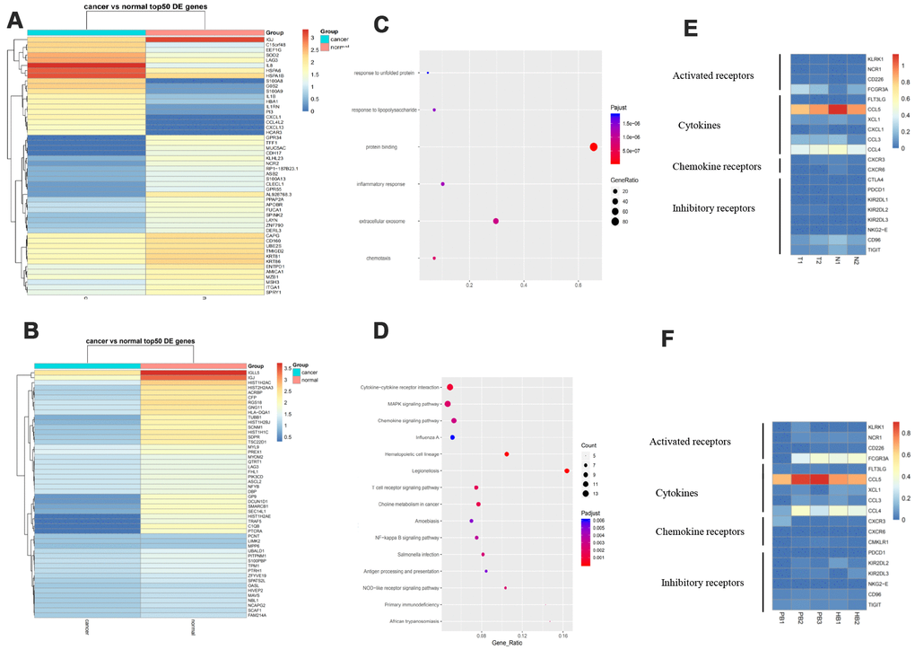 More inhibitory receptors and fewer activated receptors are secreted by NK cells in response to GC. (A). Expression analysis of functional molecules in the NK cell cluster in T vs N. (B). Expression analysis of functional molecules in the NK cell cluster in PB vs HB. (C). Pathway analysis of functional molecules in the NK cell cluster in T vs N. (D). Pathway analysis of functional molecules in the NK cell cluster in PB vs HB. (E). Expression analysis of functional molecules in the NK cell cluster in T vs N. (F). Expression analysis of functional molecules in the NK cell cluster in PB vs HB.