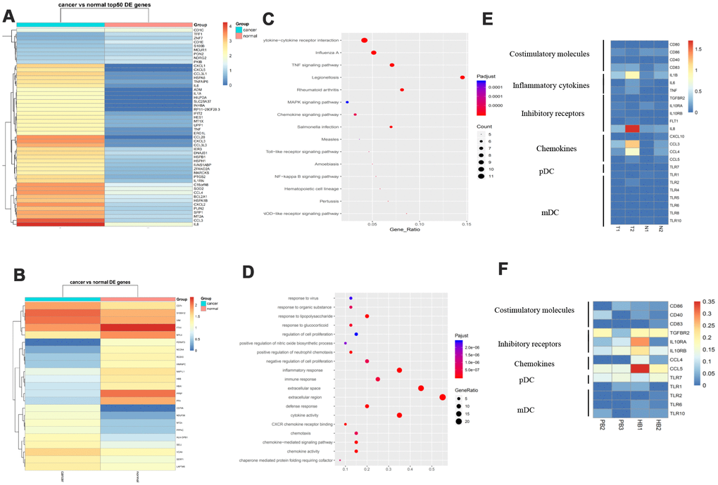 Different DC subtypes and their interactions in GC. (A) Expression analysis of functional molecules in the DC cell cluster in T vs N. (B) Expression analysis of functional molecules in the DC cell cluster in PB vs HB. (C) Pathway analysis of functional molecules in the DC cell cluster in T vs N. (D) Pathway analysis of functional molecules in the DCB cell cluster in PB vs HB. (E) Expression analysis of functional molecules in the DC cell cluster in T vs N. (F) Expression analysis of functional molecules in the DC cell cluster in PB vs HB.