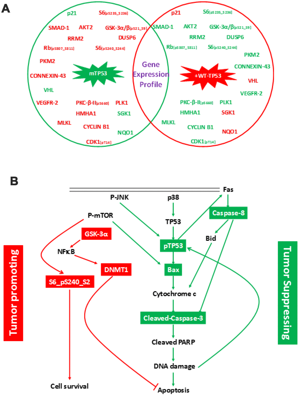 Changes in protein expression profile in MIA-PaCa-2 cells expressing pLXSN compared to WT-TP53. (A) Protein expression was assayed by RPPA. Proteins indicated in red and green denotes increased and decreased expression, respectively. Genes in red and green indicate tumor promoting and suppressor activities, respectively. (B) Schematic demonstrating cell signaling in MIA-PaCa-2+pLXSN cells promoting cell survival (in red) while significantly inhibiting apoptosis (in green).