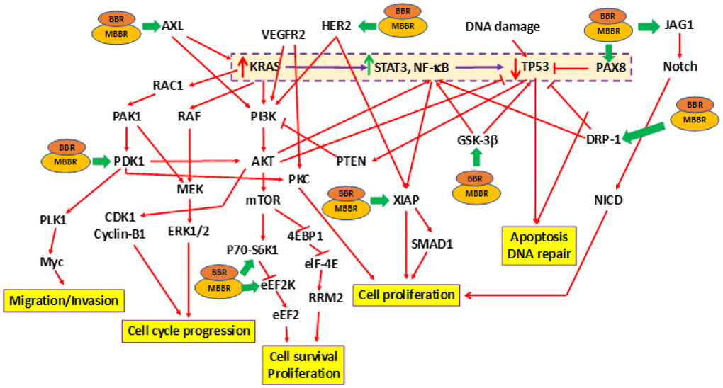 Effects of treating MIA-PaCa-2 cells with BBR and NAX060 on cell division, proliferation, survival, migration, and apoptosis. A schematic depicting the effects of BBR and NAX060 on the N-RAS/TP53-associated signaling critical to PDAC development. The model is based on the fact that over-expression of mutated KRAS significantly enhances STAT3, NF-κB signaling which in turn lowers the TP53 expression (highlighted and boxed in dotted purple line). Green bold arrows denote inhibiting effects of BBR/MBBR on the signaling molecule.