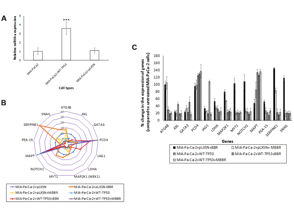 miR-34a expression in MIA-PaCa-2+pLXSN cells. (A) qRT-PCR was conducted to determine the miR-34a expression in MIA-PaCa-2+WT-TP53 and MIA-PaCa-2+pLXSN cells. Briefly, approximately 500 ng of RNA was reverse transcribed in a 25 μl reaction volume using the All-in-one miRNA qRT-PCR detection kit (GeneCopoeia, Rockville, MD). The synthesized cDNAs were used in the PCR reaction. The expression levels of miR-34a were measured employing the SYBR green detection and specific forward primer for the mature miRNA sequence and the universal adaptor reverse primer (GeneCopoeia, USA). Two-tailed P value of 0.05 or less was considered statistically significant; ***p B) The putative targets of miR-34a that were significantly altered in MIA-PaCa-2+pLXSN and MIA-PaCa-2+WT-TP53 cells when the cells were treated with BBR and MBBR. A select few of the miR-34a target proteins that were significantly altered by treatment of MIA-PaCa-2 cells with BBR and NAX060 are projected. The data represent average of three individual experiments. (C) qRT-PCR was conducted to determine the expression of miR-34a-target genes in MIA-PaCa2+pLXSN and MIA-PaCa-2+WT-TP53 cells. qRT-PCR was performed to monitor expression of the different miR-34a-putative target genes in untreated MIA-PaCa-2+pLXSN cells and MIA-PaCa-2 expressing WT-TP53 or those treated with BBR and MBBR, respectively, using specific primers and SYBR green detection as per standard protocols. Bars represent average ± s.d. of three individual experiments.