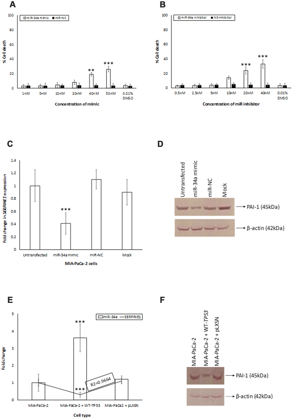 miR-34a targets SERPINE1. (A, B) To determine the cytotoxic effect of miR-34a mimic and inhibitor, MIA-PaCa2+pLXSN cells were transfected with different concentrations of miR-34a mimic and inhibitor. At 24 h post transfection, MTT was added to each well and the absorption was measured. Percentage of cell death was monitored for miR-34a mimic (miR-mimic) (A) and miR-inhibitor (B) compared with 0.01% DMSO as control. (C, D) miR-34a mimic significantly decreased expression of SERPINE1 and PAI-1 in MIA-PaCa-2+pLXSN cells. MIA-PaCa-2+pLXSN cells were untransfected, mock transfected, or transfected with miR-34a mimic or miR-NC. At the end of 24h of incubation at 37°C, the cells were lysed, RNA extracted (panel C), cDNA synthesized, and SERPINE1 expression monitored by qRT-PCR. In another set of experiments, the cells were lysed were probed for PAI-1 expression by Western blotting (panel D). (E) The relative expression of SERPINE1 and miR-34a in MIA-PaCa-2 target cells was monitored by qRT-PCR. The expression was measured in terms of cycle threshold value (Ct) and normalized to expression of β-actin and snRNA RNU6B, respectively. The x-axis denotes the cell type and y-axis denotes fold change in expression of SERPINE1 and miR-34a. The R2 values for the miRNA expression are provided. (F) In another set of experiments, the above cells were lysed and probed for PAI-1 expression by Western blotting (panel F). Bars (A–C, E) represent average ± s.d. of five individual experiments. Student t test was performed to compare groups. Two-tailed P value of 0.05 or less was considered statistically significant. **p,0.01; ***p 