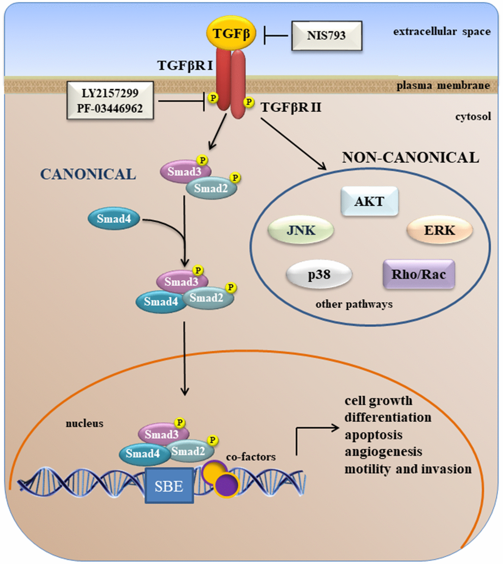 A simplified overview of canonical and non-canonical TGFβ signaling.
