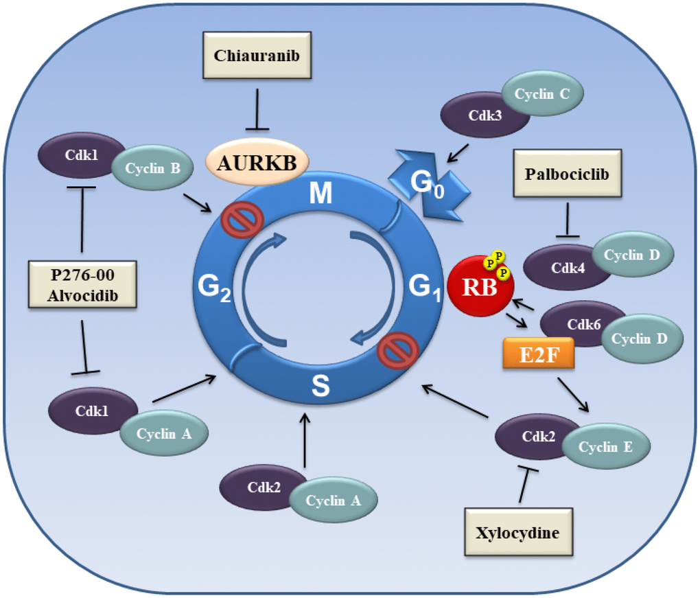 Schematic overview of proteins involved in the control of cell cycle.